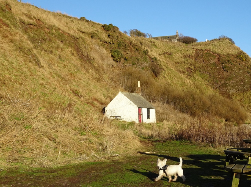 poppy the westie at catterline