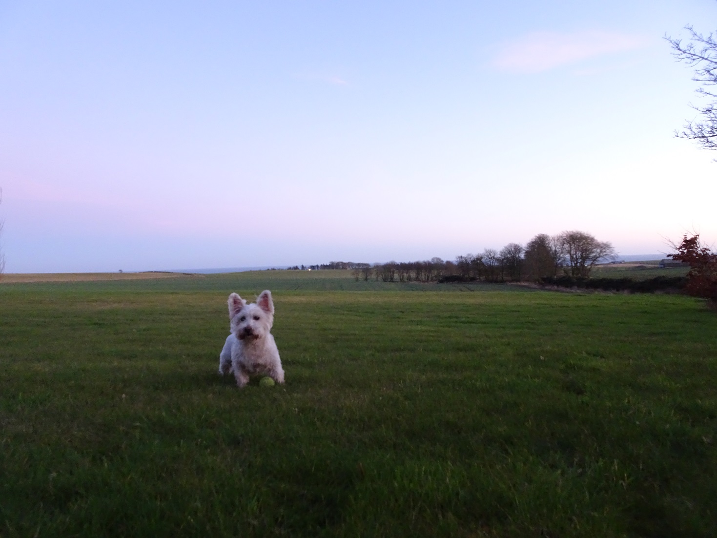 poppy the westie at the farm