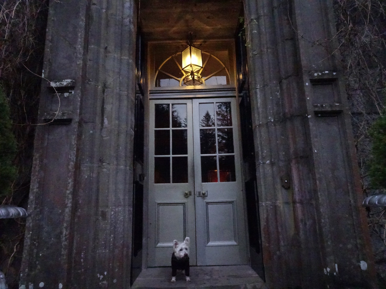 poppy the westie at the front door