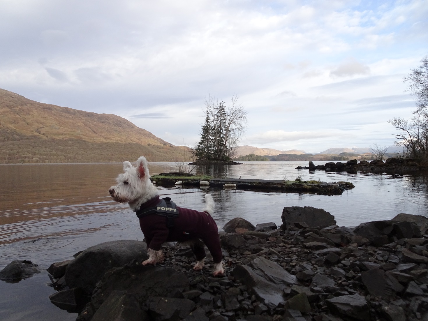 poppy the westie at the jetty