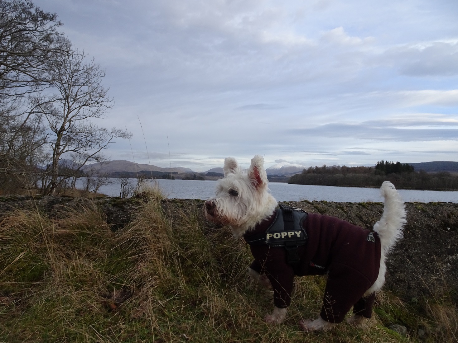 poppy the westie at the old jetty Ardanaiseig