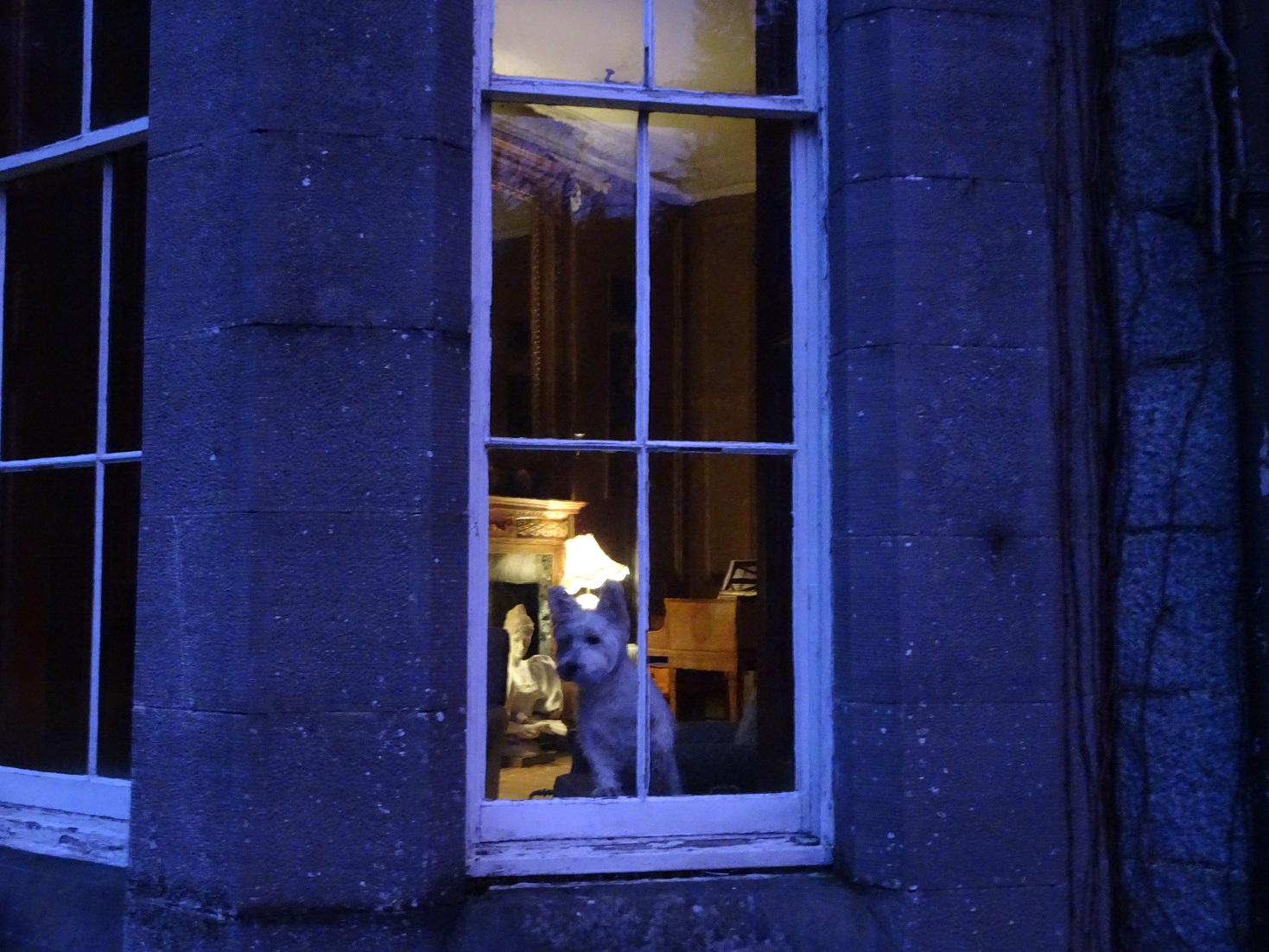 poppy the westie in Ardanaiseig House lounge