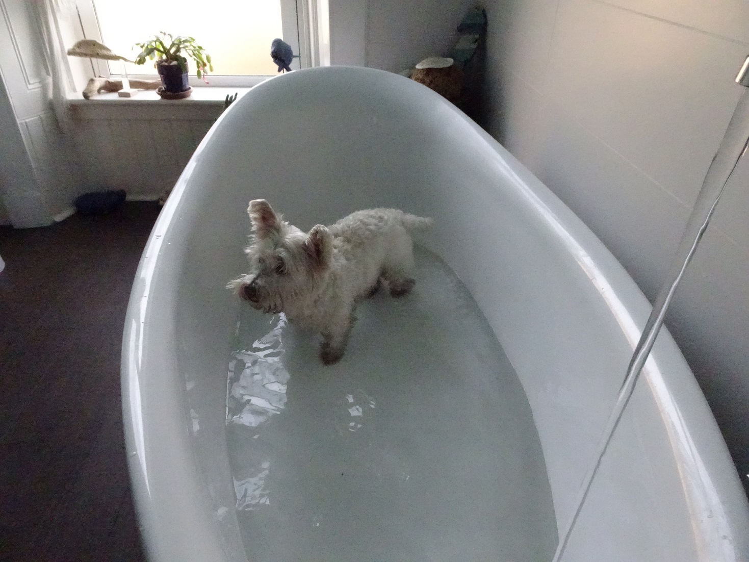 poppy the westie in bath