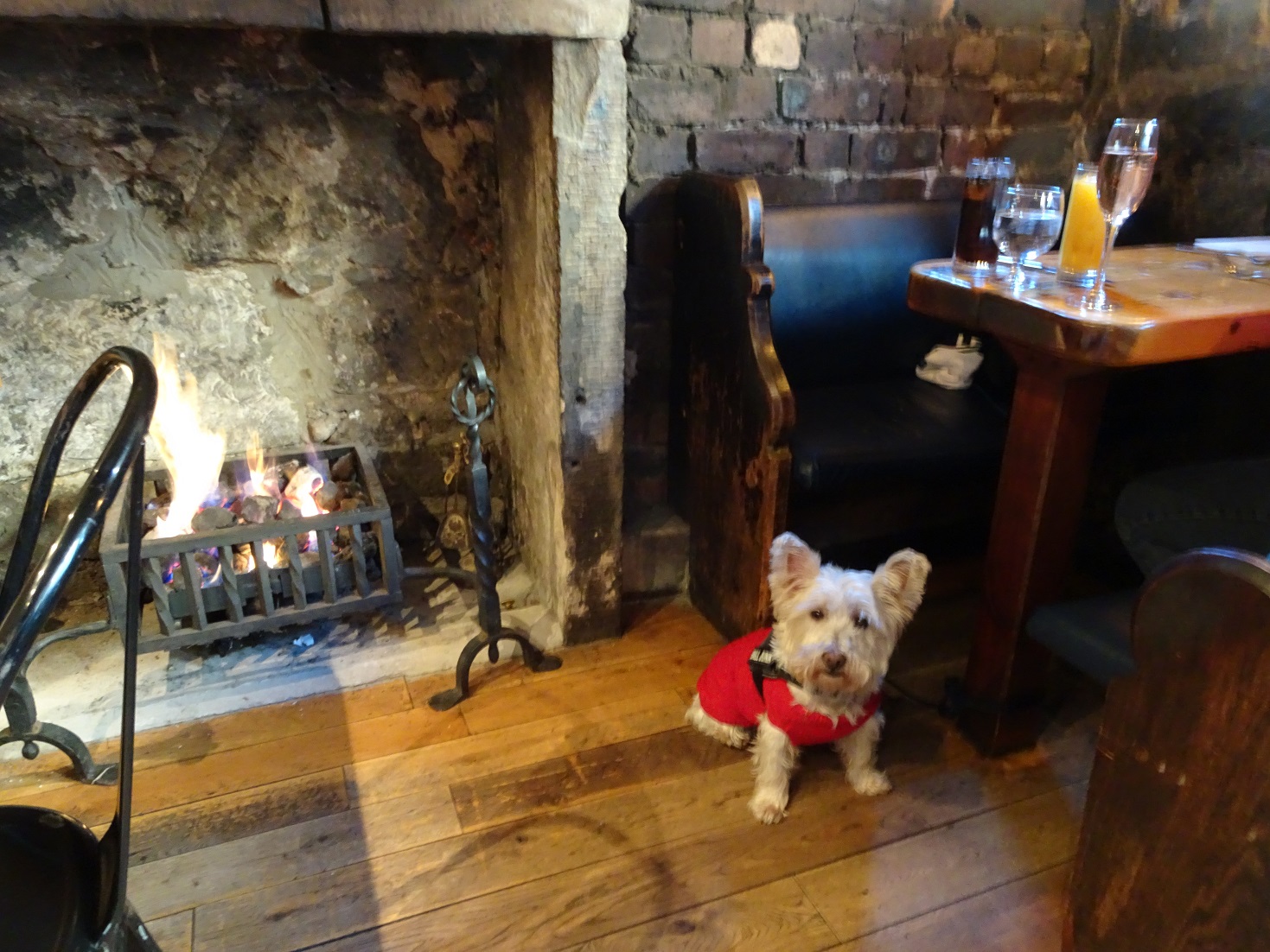 poppy the westie in the finniston2