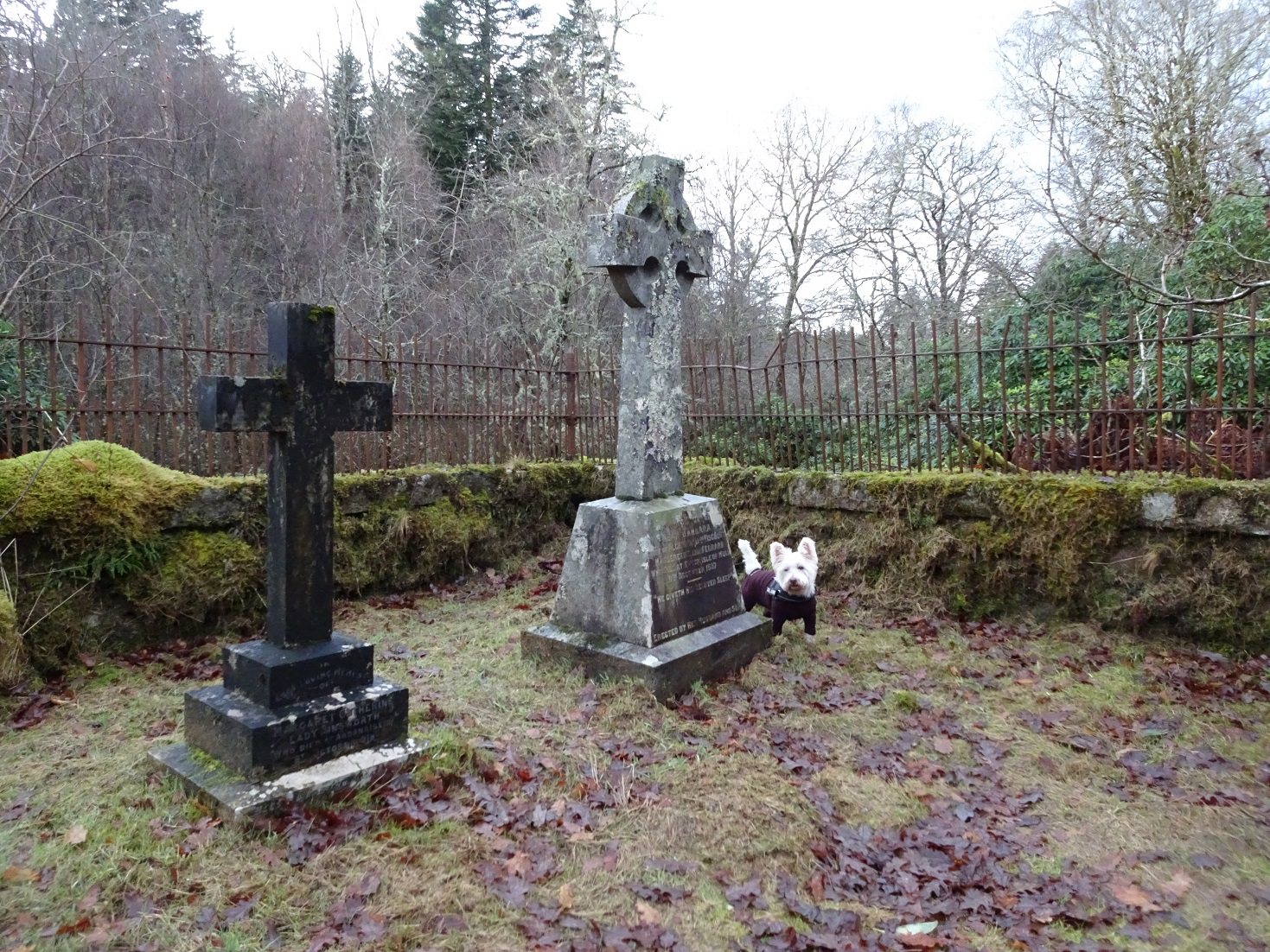 poppy the westie in the graveyard Ardanaisieg