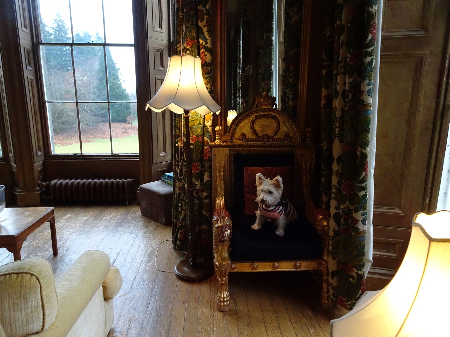 poppy the westie in the lounge at Ardanaiseig House