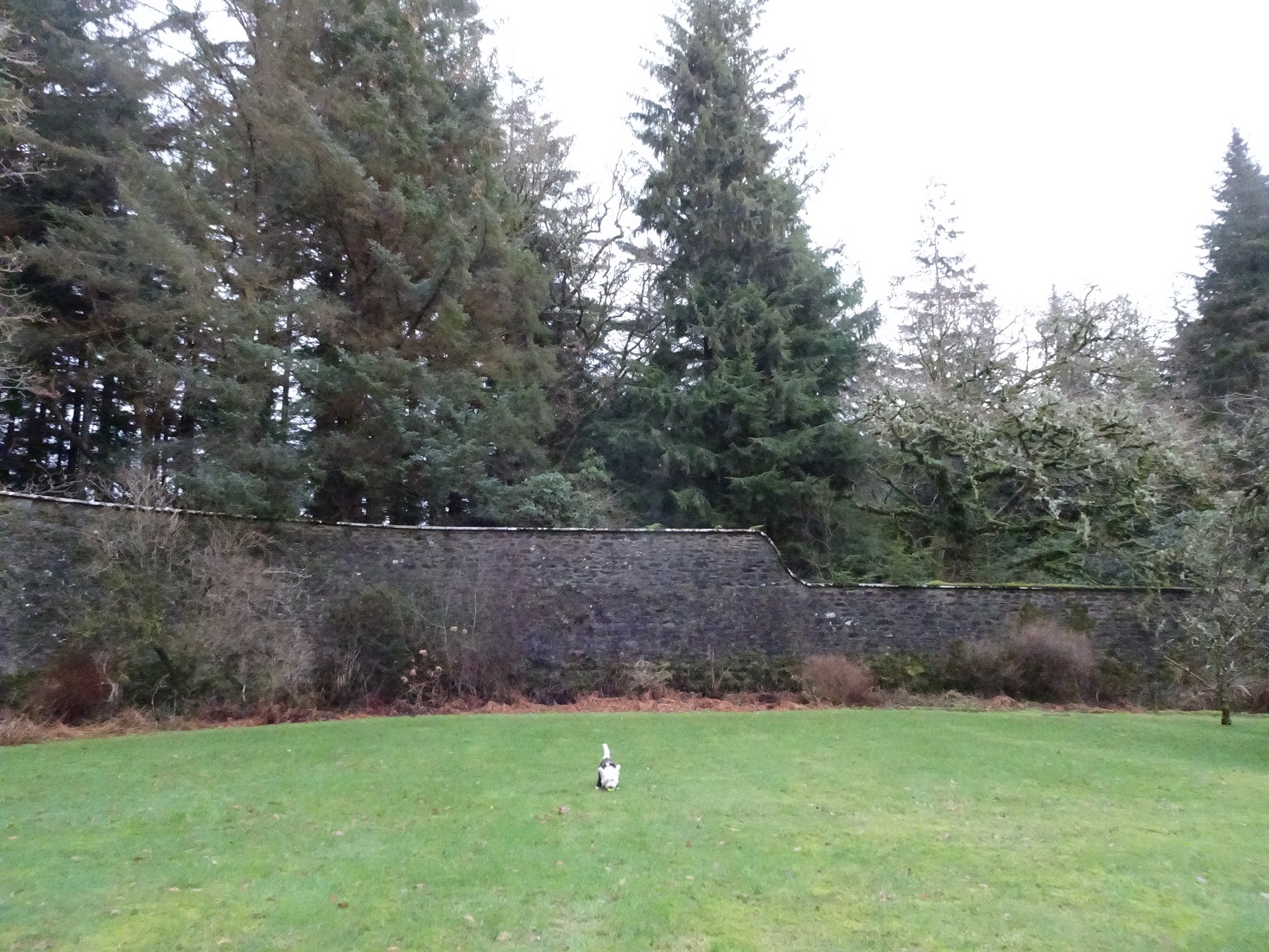 poppy the westie in the walled garden Ardanaiseig