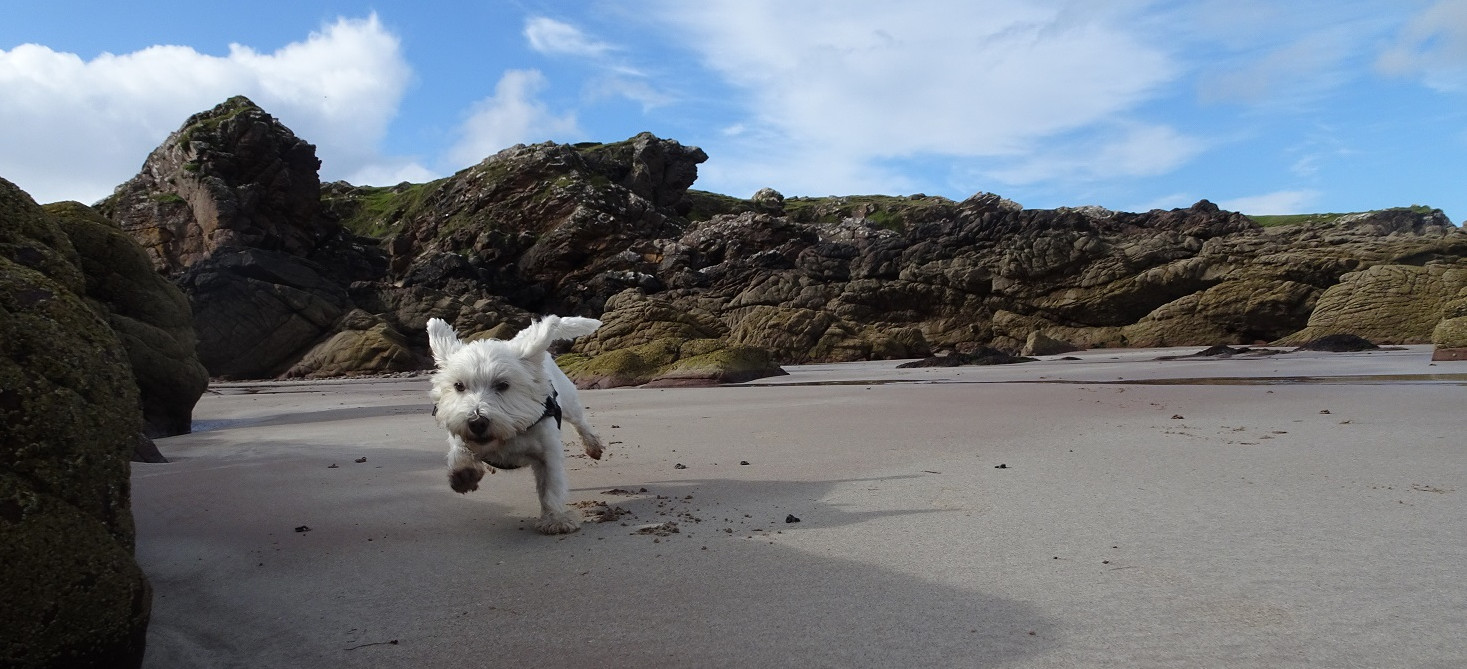 poppy-the-westie-on-Achnahaird-Beach