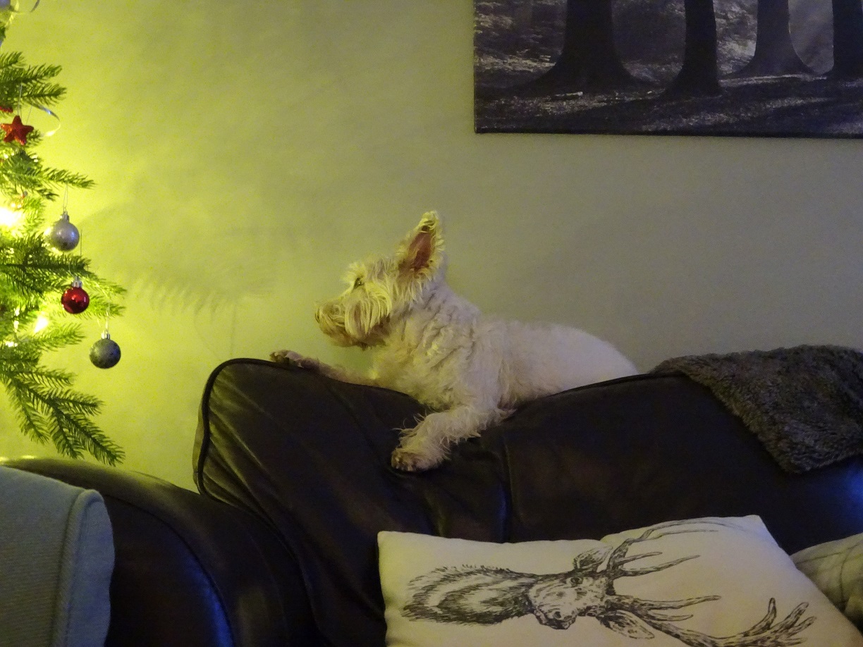 poppy the westie on the couch