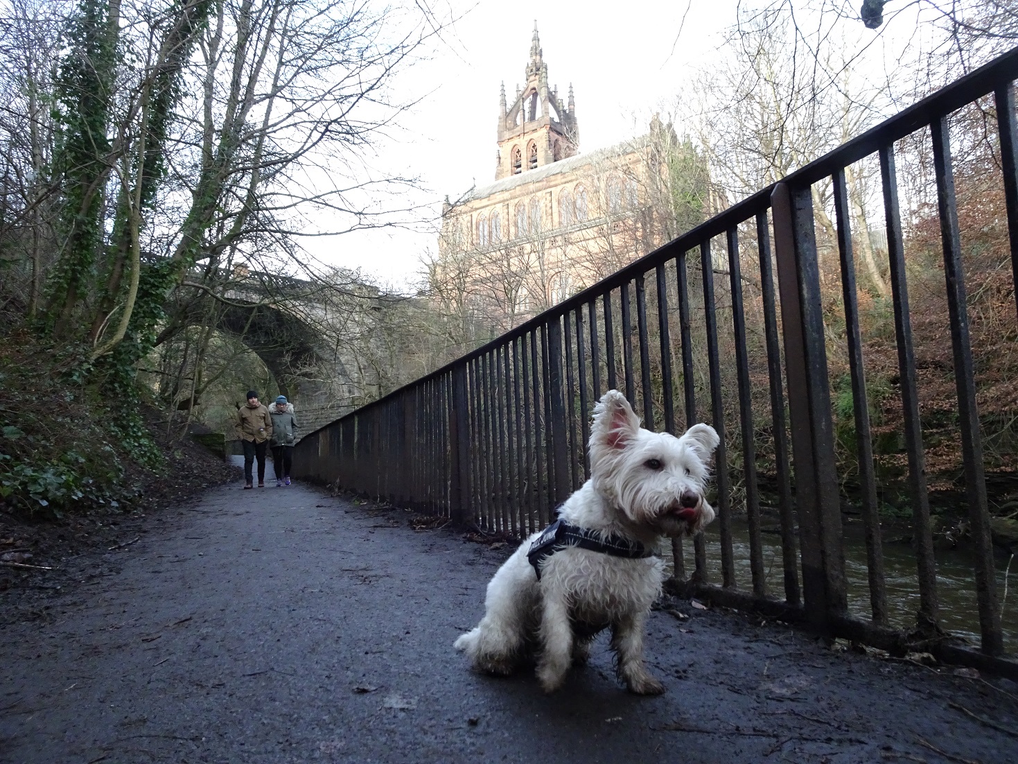 poppy the westie on the kelvin walkway