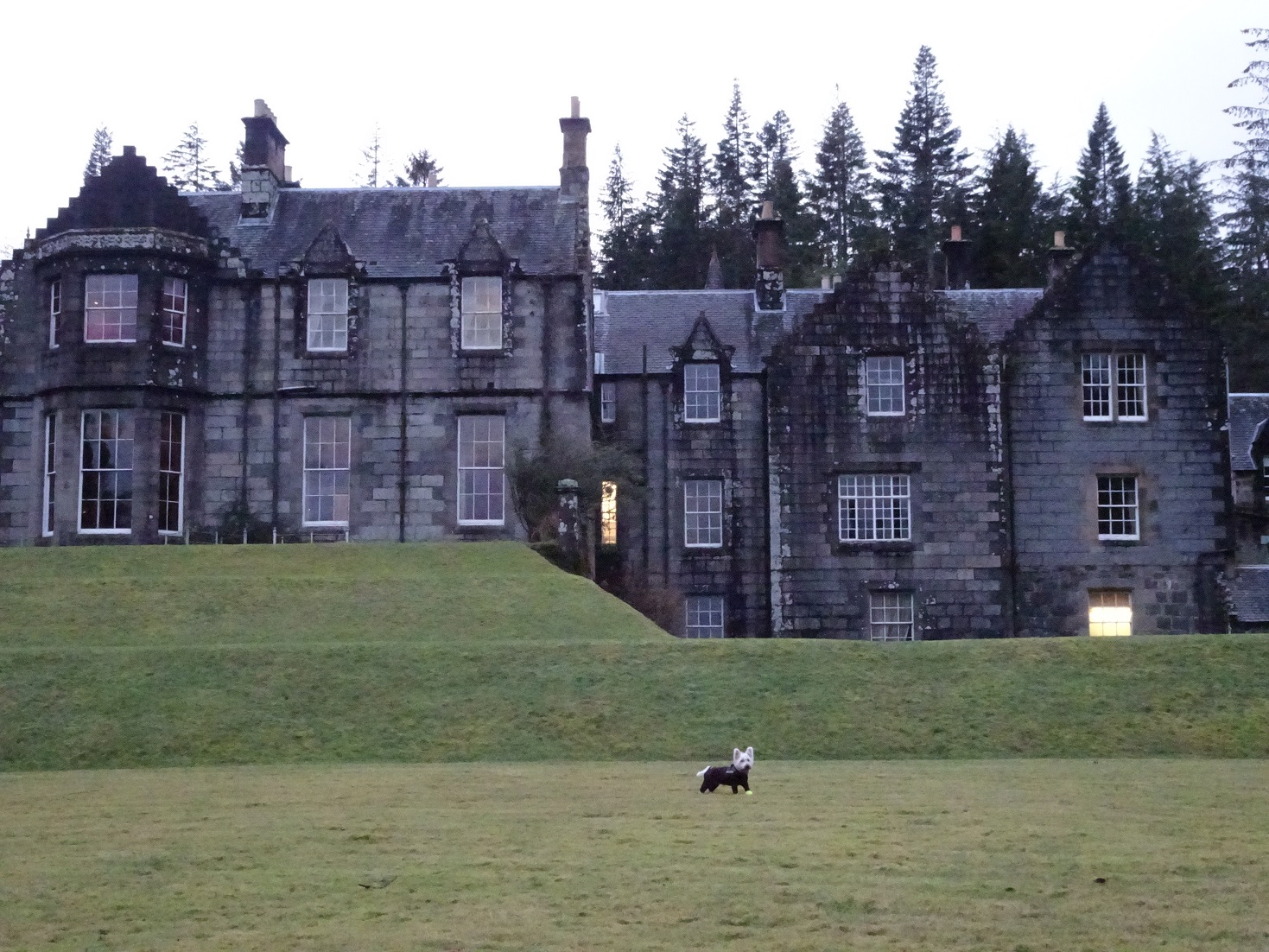 poppy the westie outside Ardanaiseig House