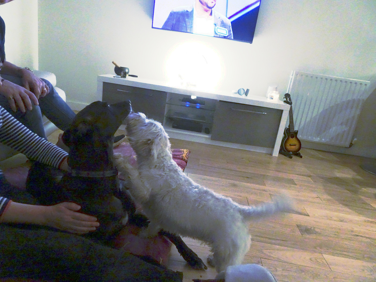 poppy giving ziggy kisses