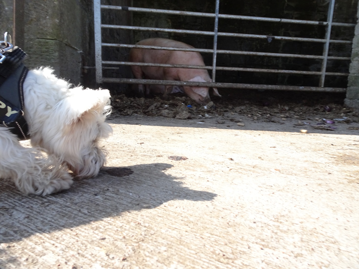 poppy the westie and a new smell