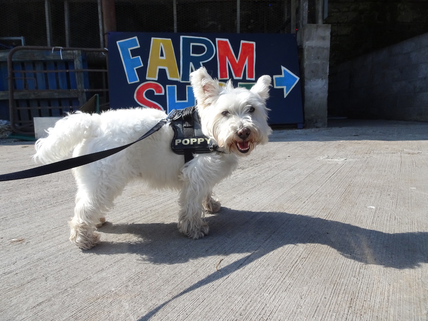 poppy the westie at the asparagus hut inchinin