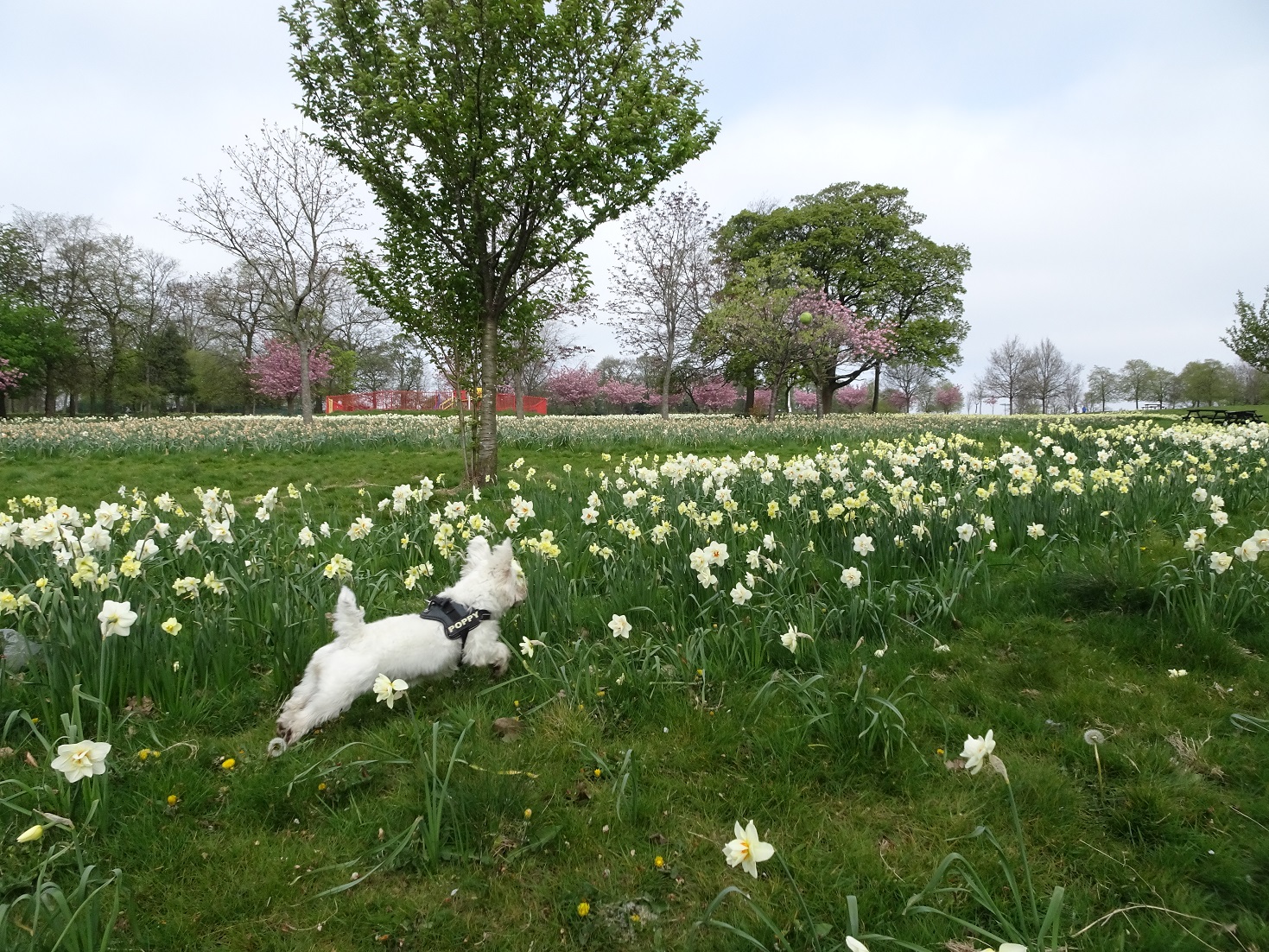 poppy the westie does the gazzele