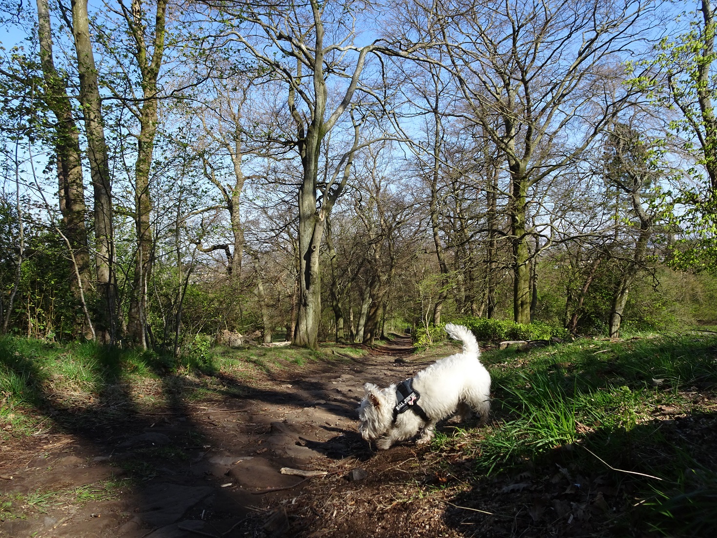 poppy the westie finds a new path