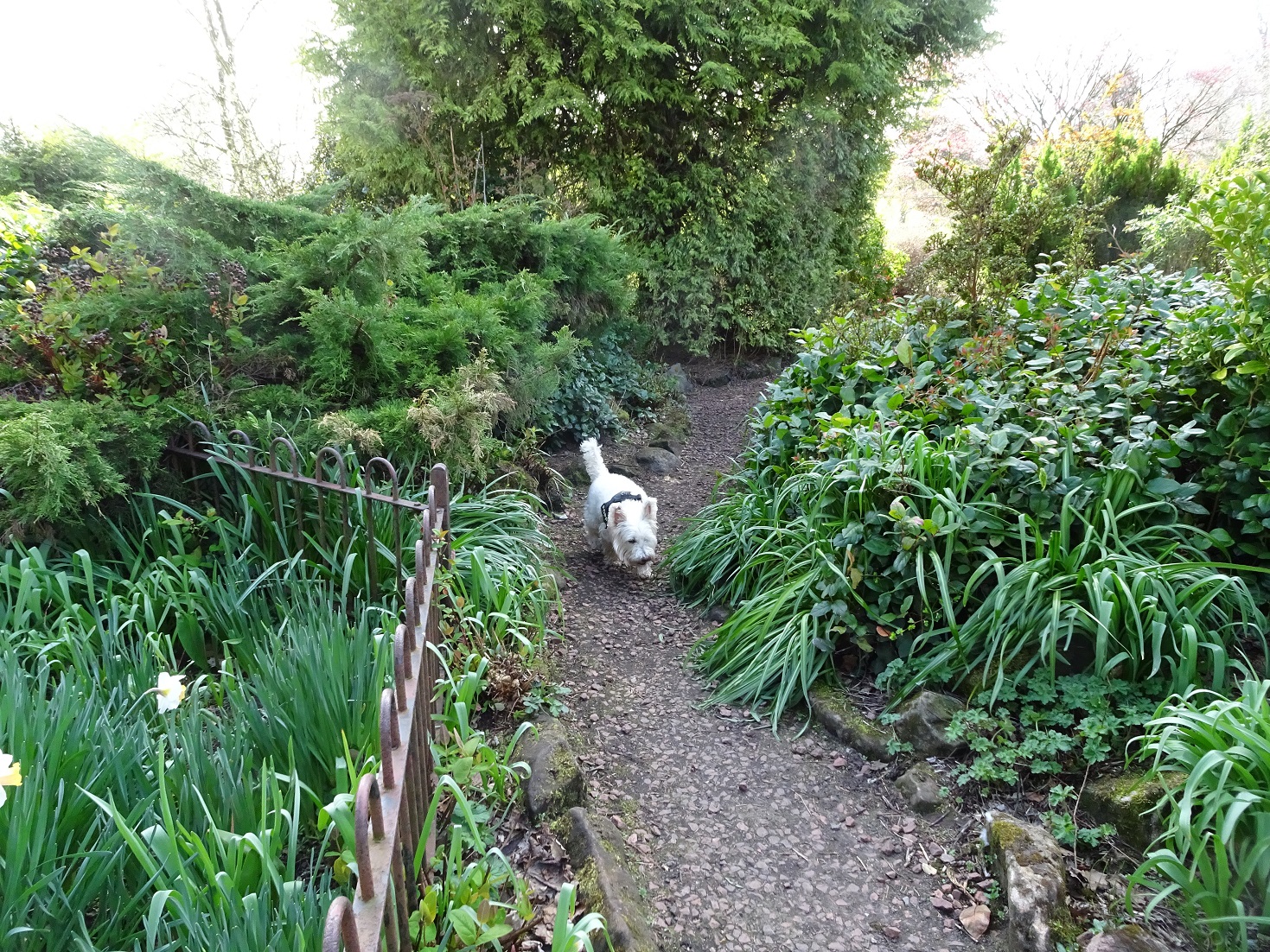 poppy the westie in newlands park 1