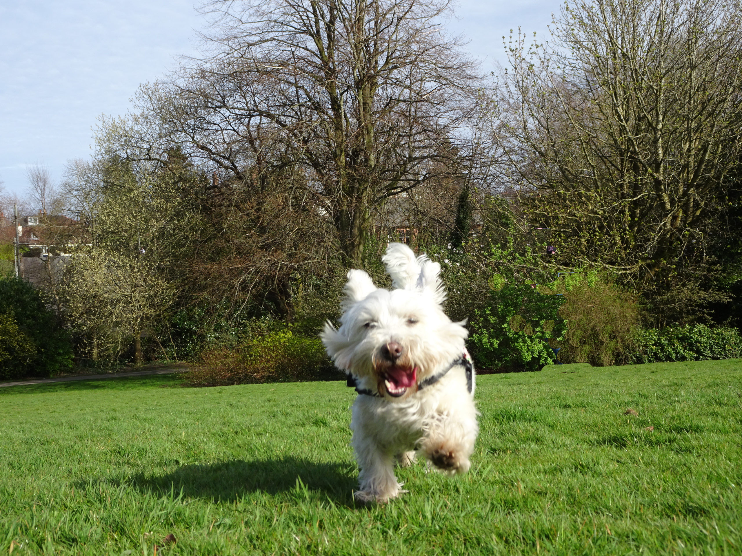 poppy the westie in newlands park 2