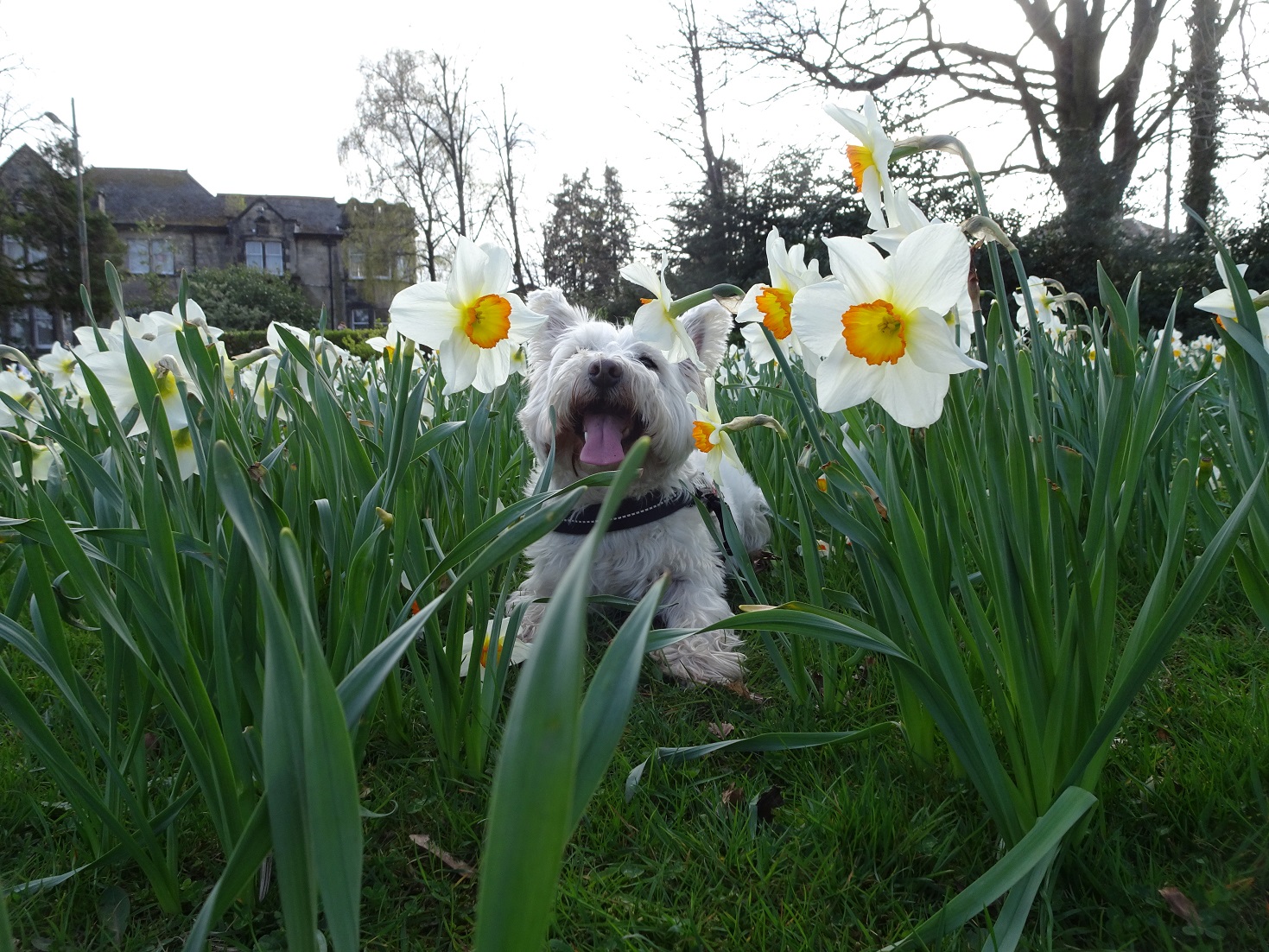 poppy the westie in newlands park daff2