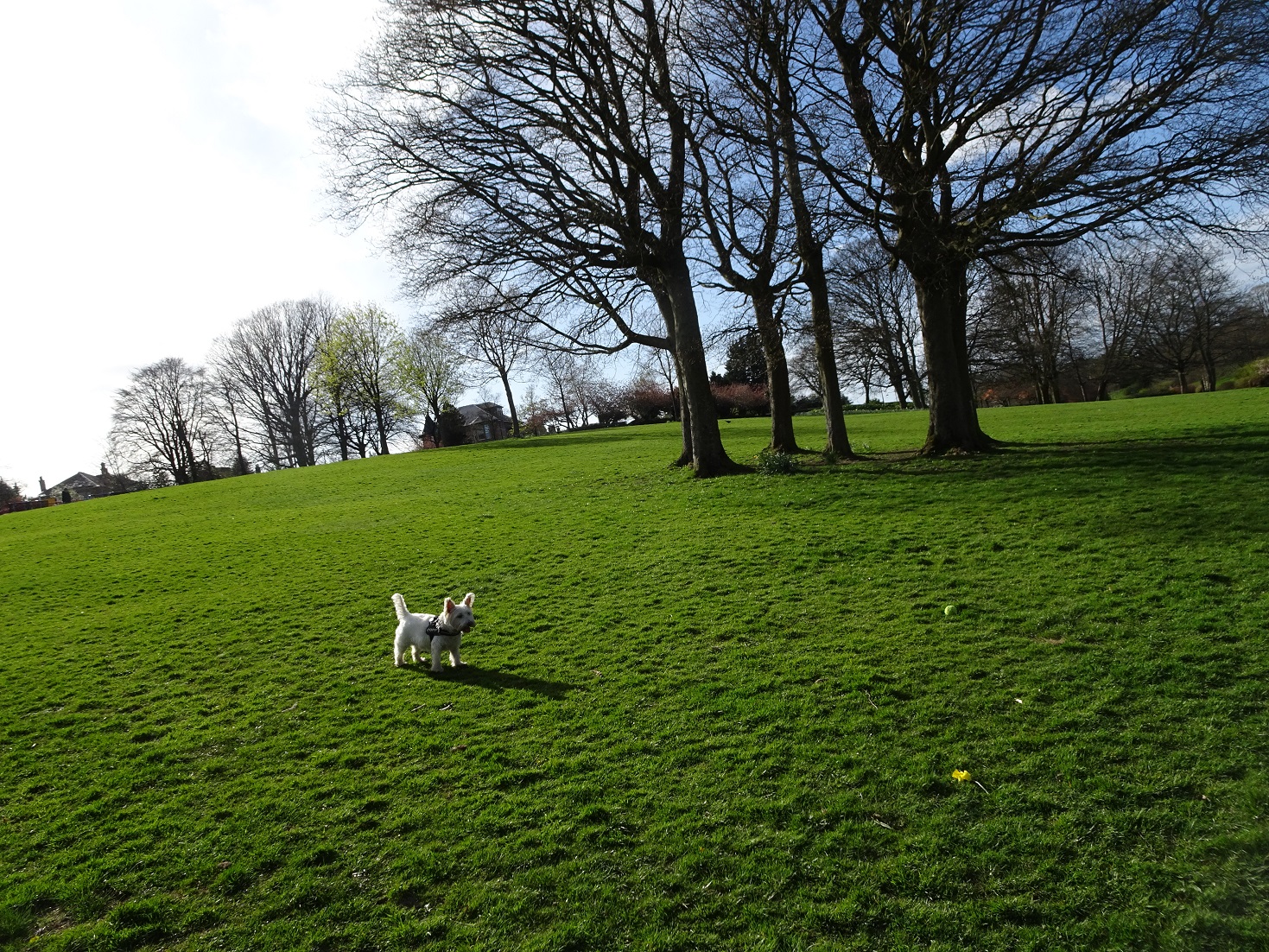 poppy the westie in newlands park hill