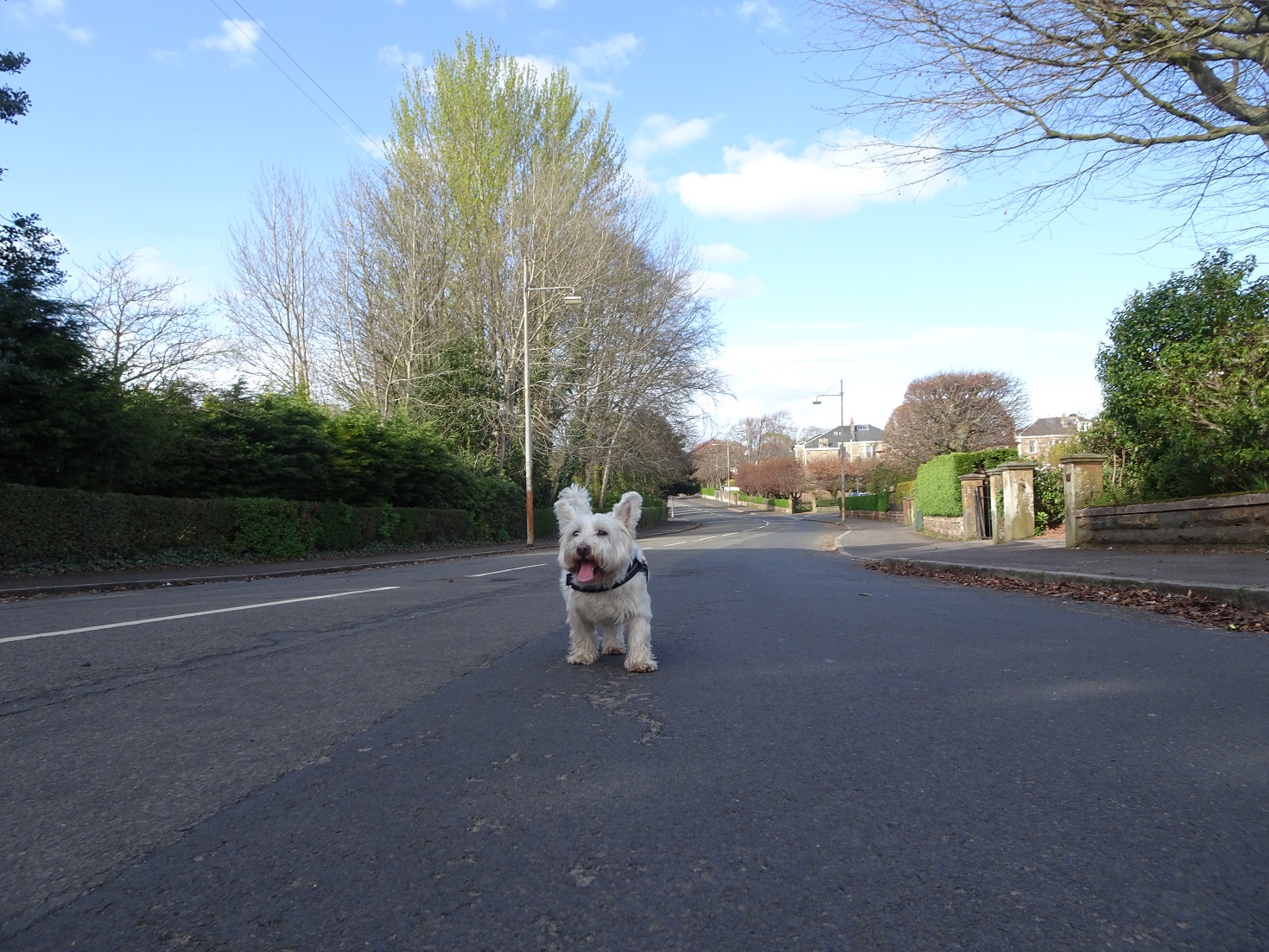 poppy the westie in newlands road