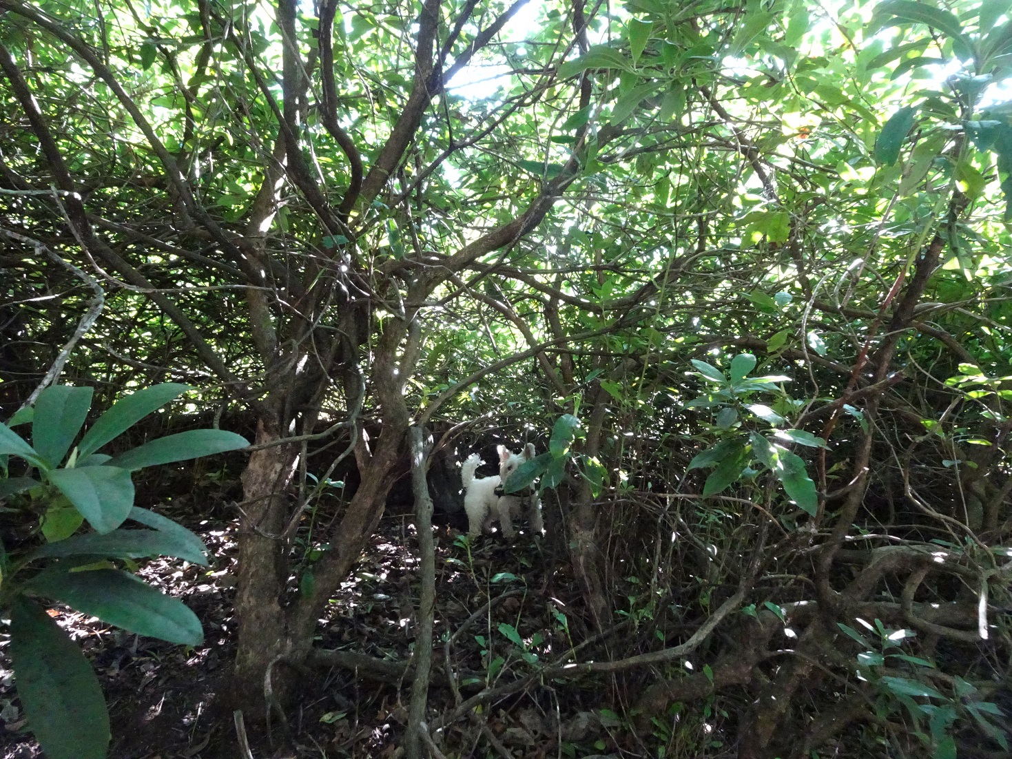 poppy the westie looking for help