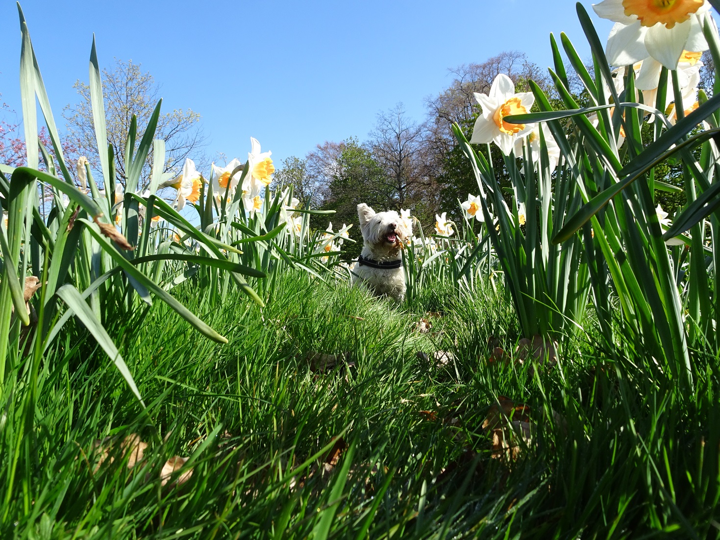 poppy the westie loving the daffs