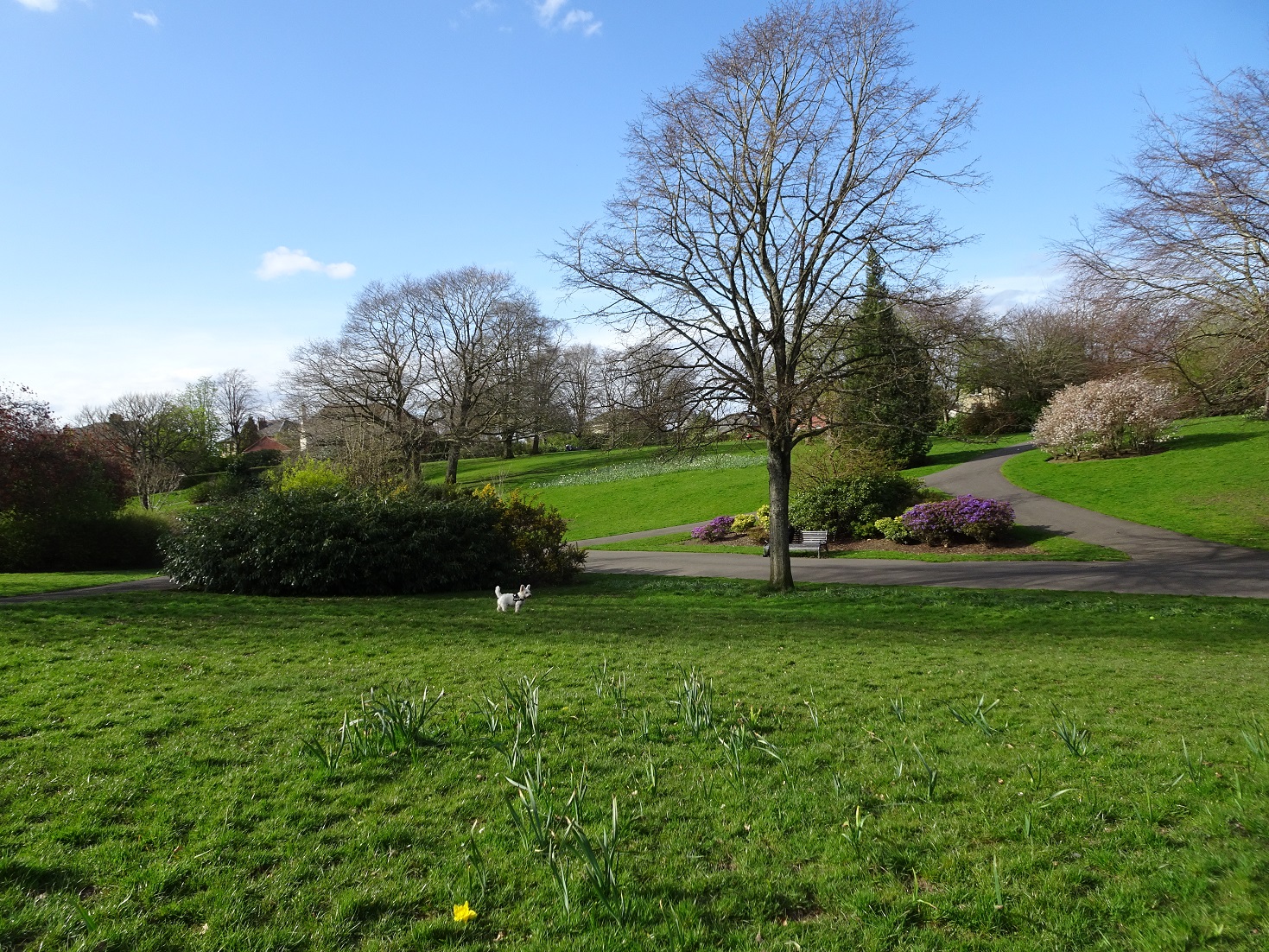 poppy the westie newlands park northwest