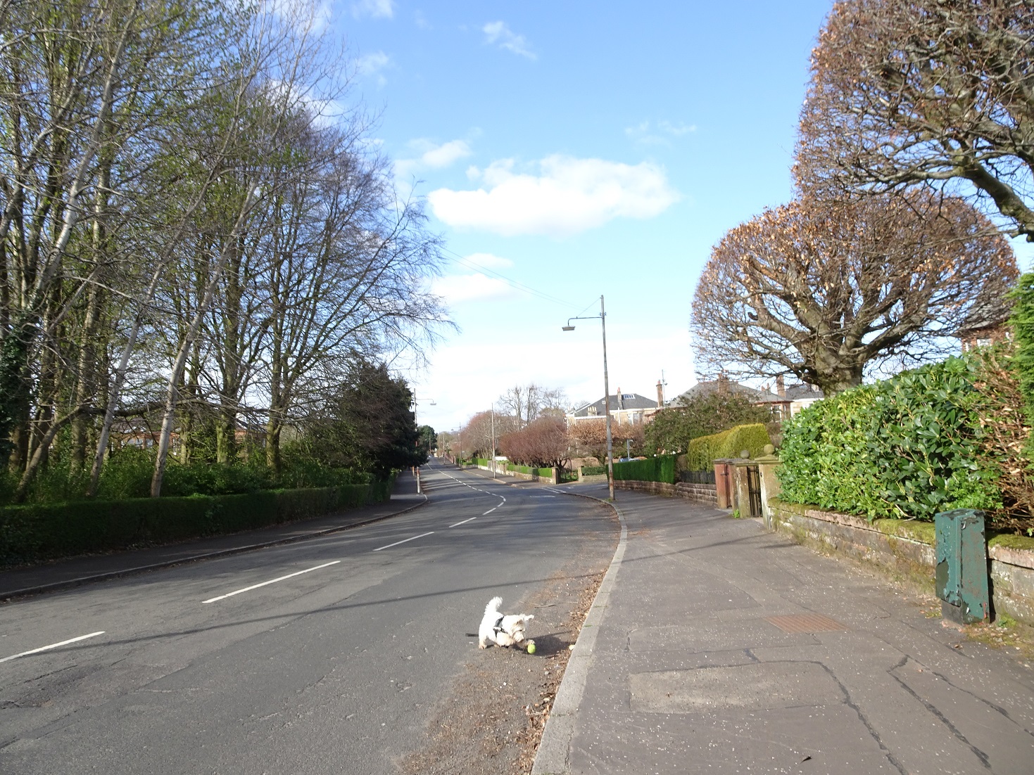 poppy the westie no ball on the road