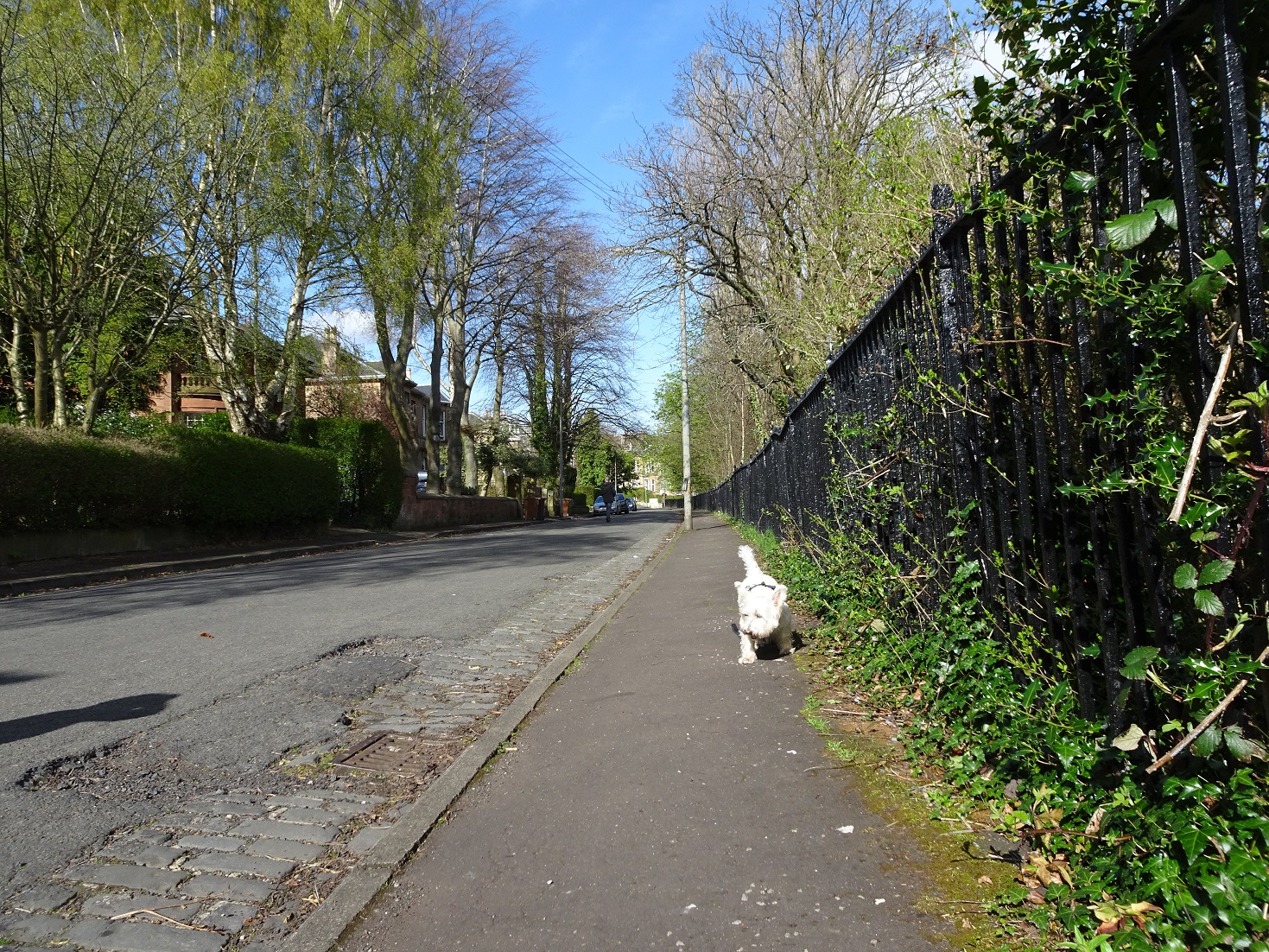 poppy the westie off lead