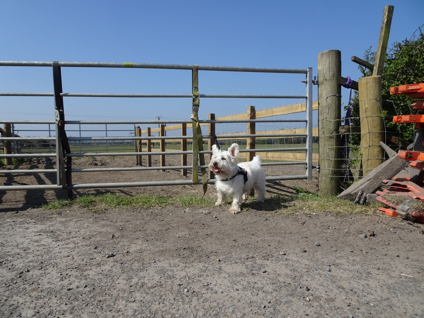 poppy the westie on the farm