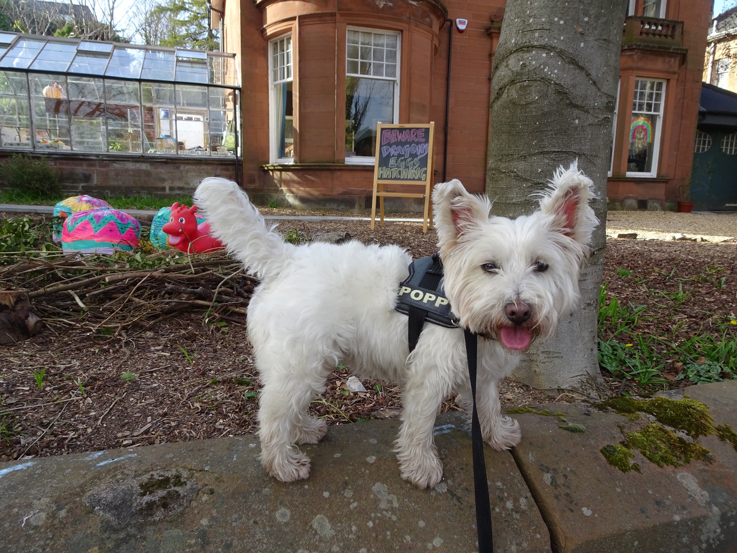 poppy the westie on the neighbours fence