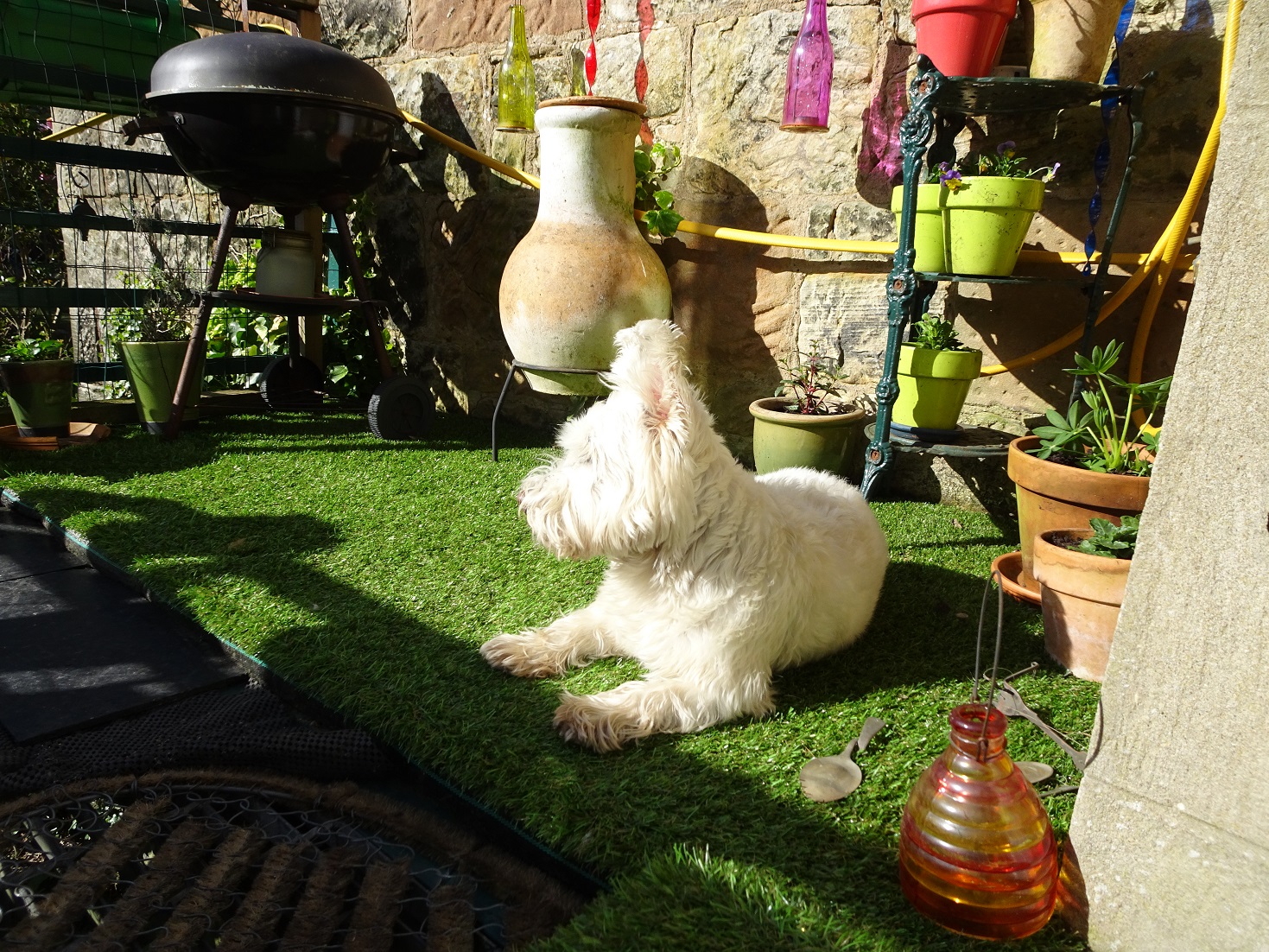 poppy the westie sunbathing after walk