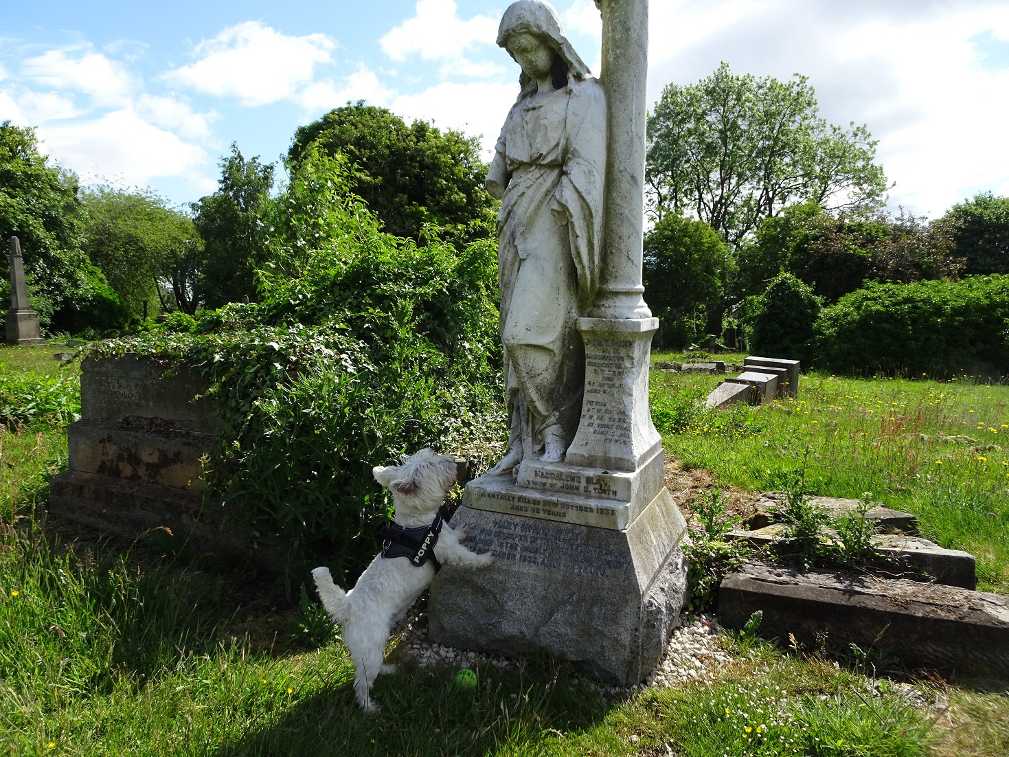 poppy the westie and the white lady