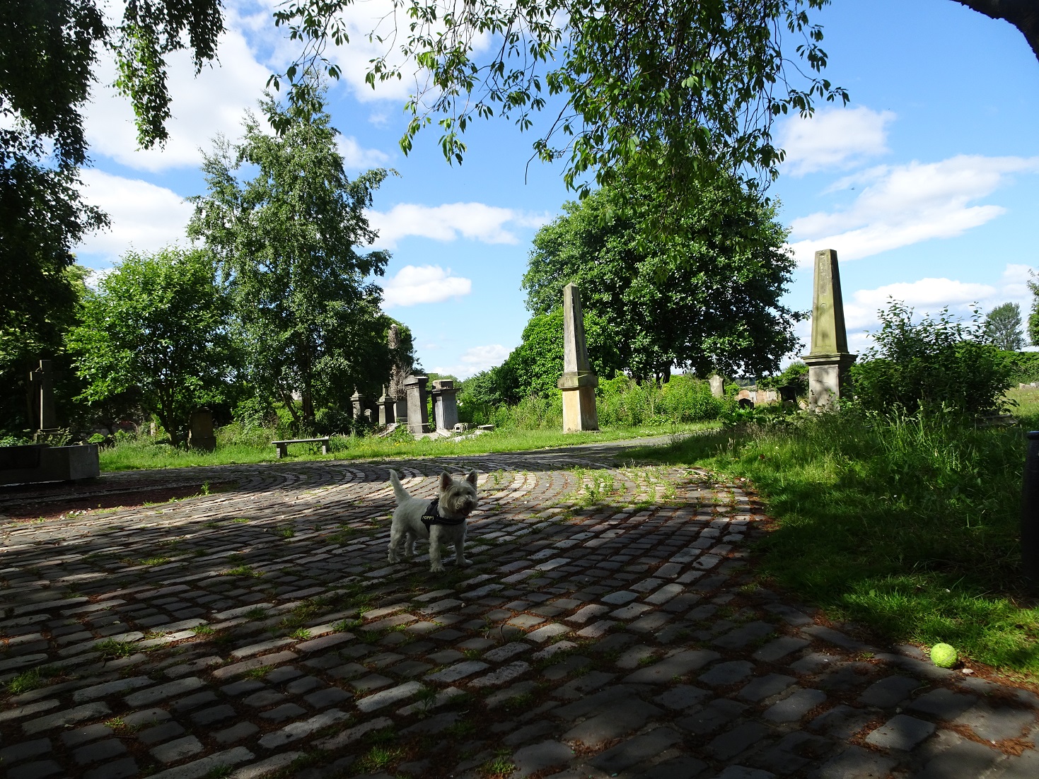 poppy the westie at farnchecian