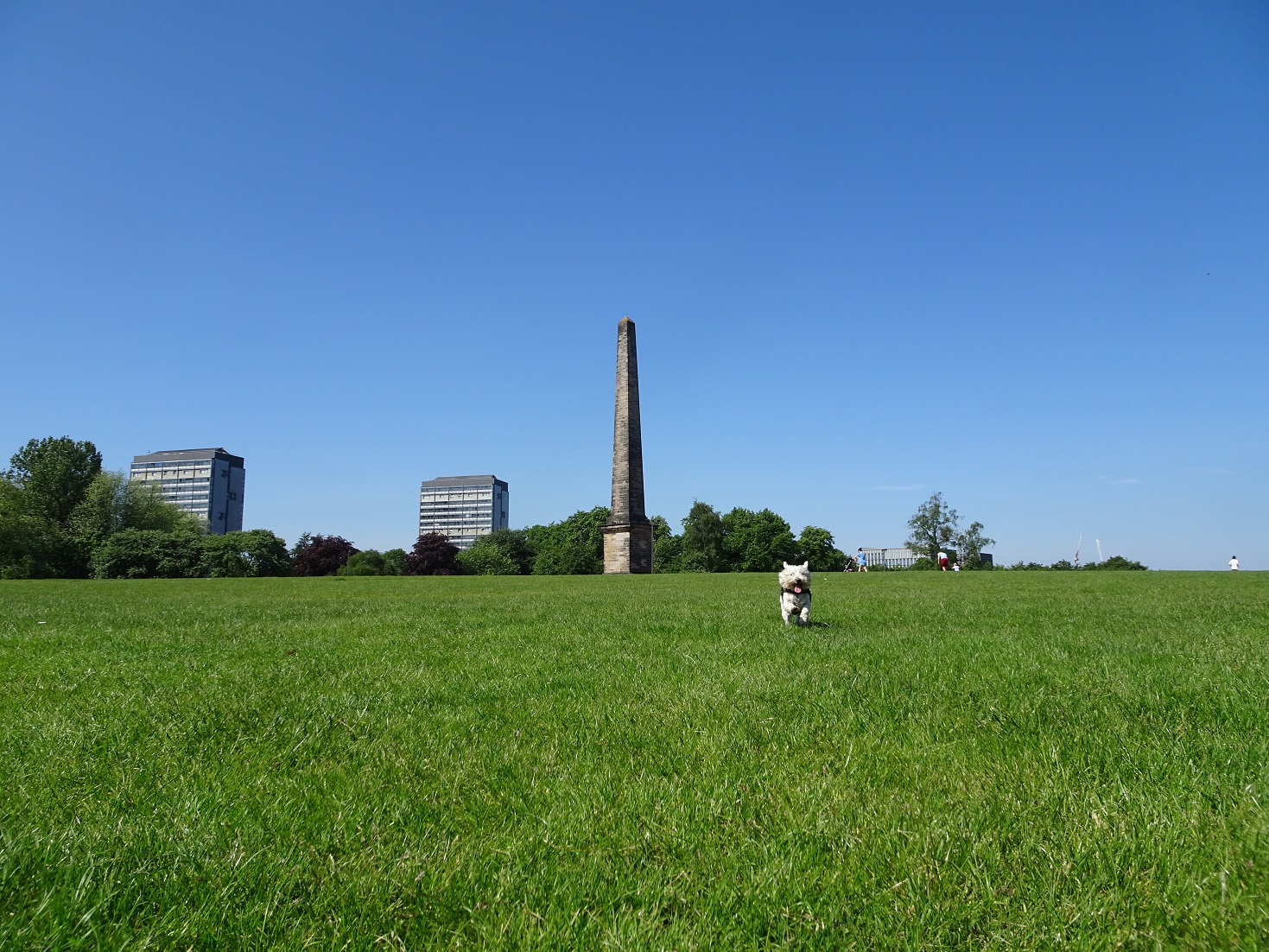 poppy the westie at the obelisk