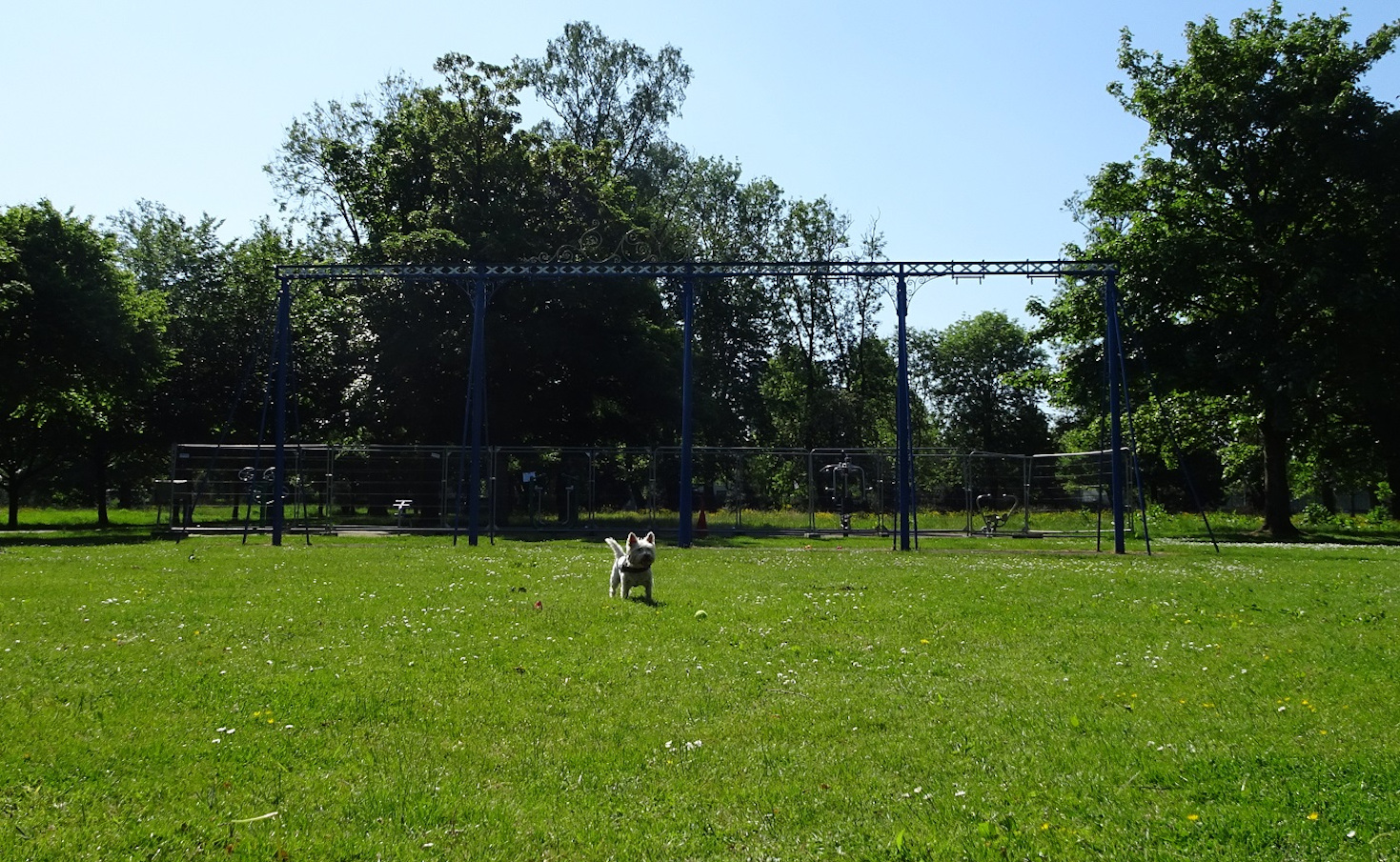 poppy the westie at the swings