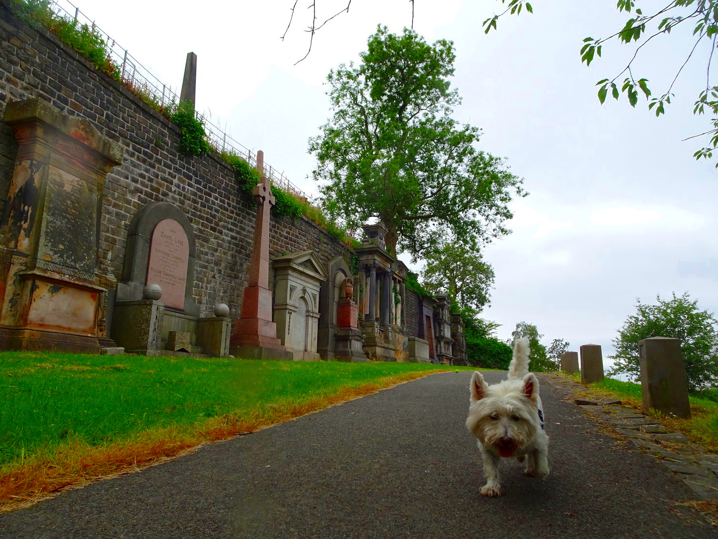 poppy the westie comming down from the necropolice