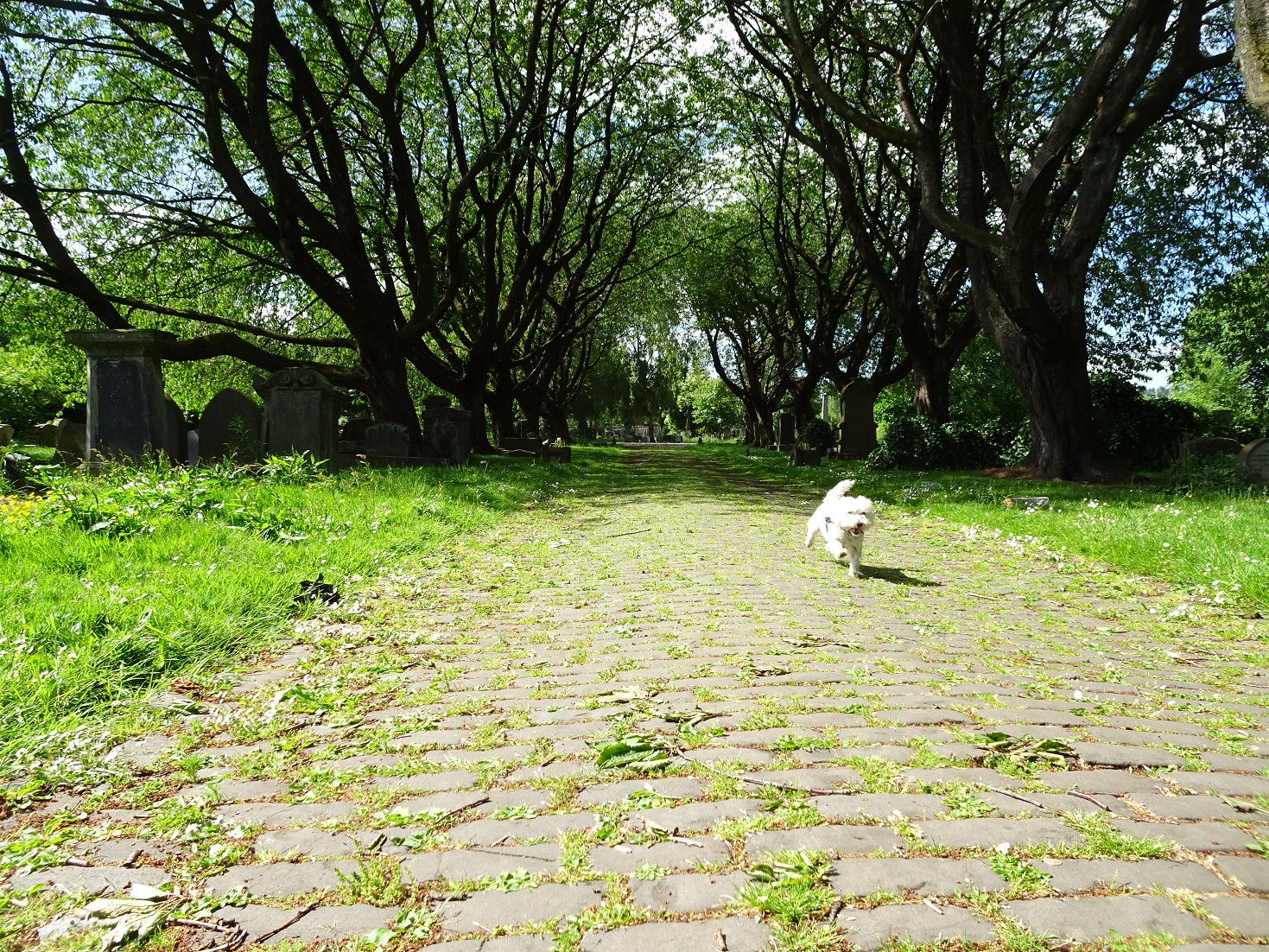 poppy the westie enters the necropolis