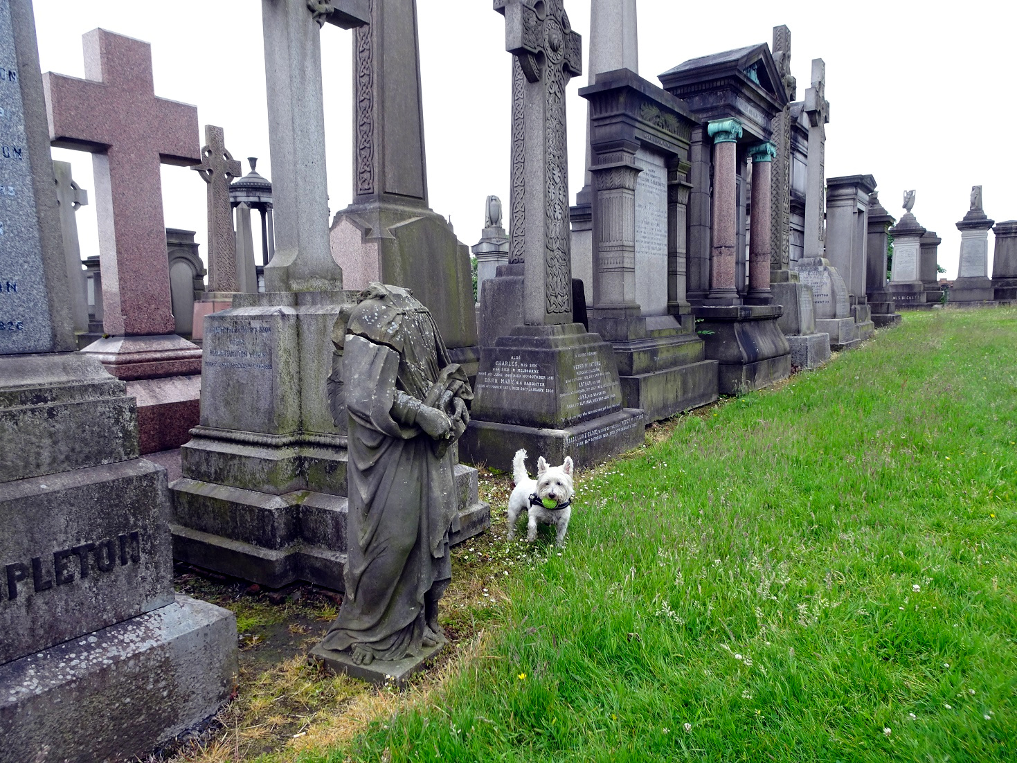 poppy the westie found ball lady lost head