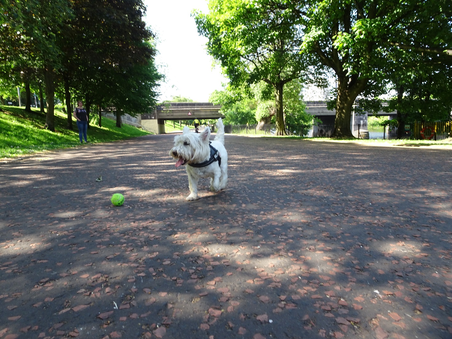 poppy the westie glasgow green