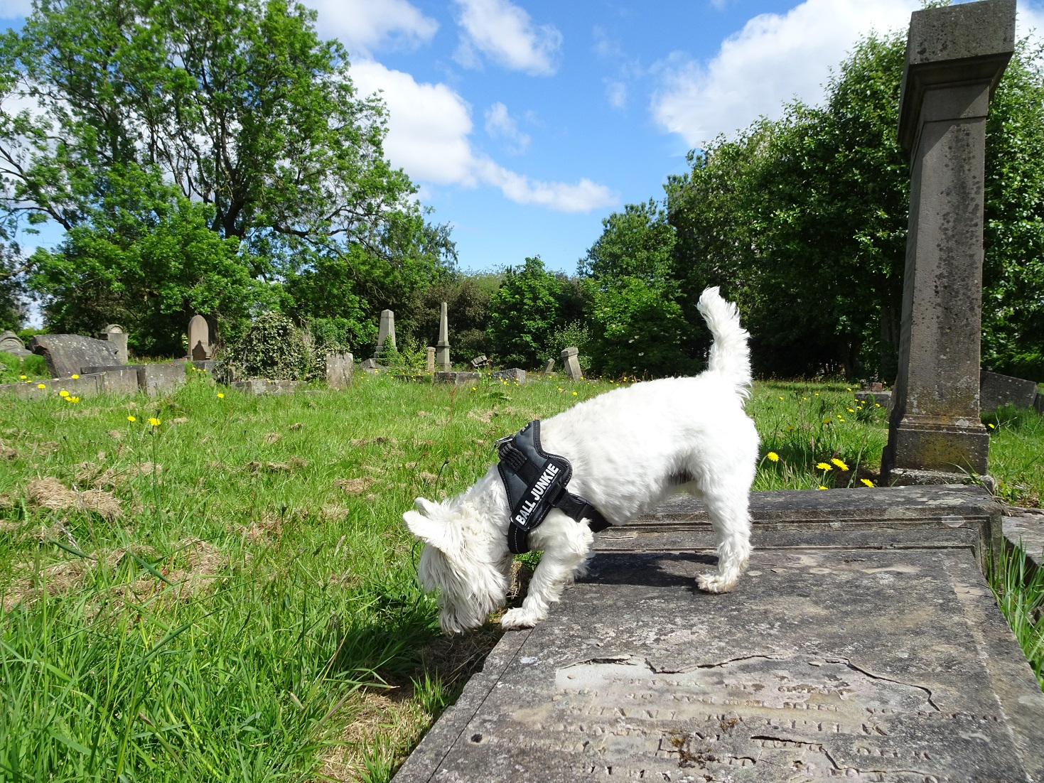 poppy the westie hears somthing