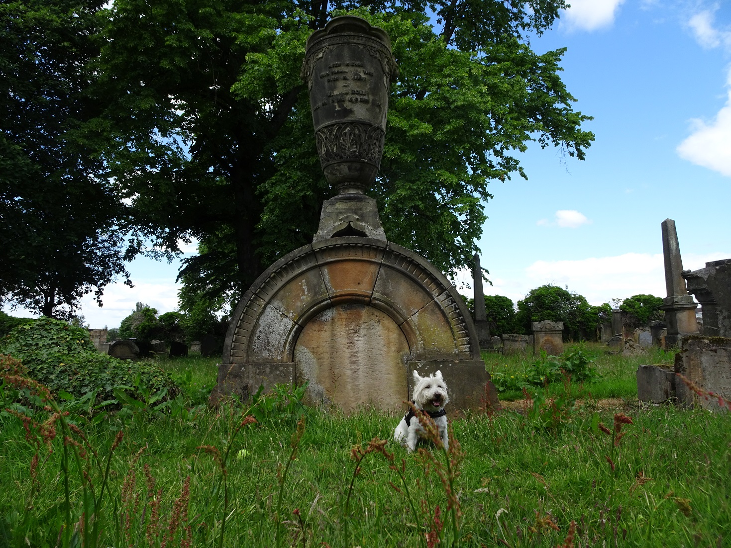 poppy the westie in front of a grave stone