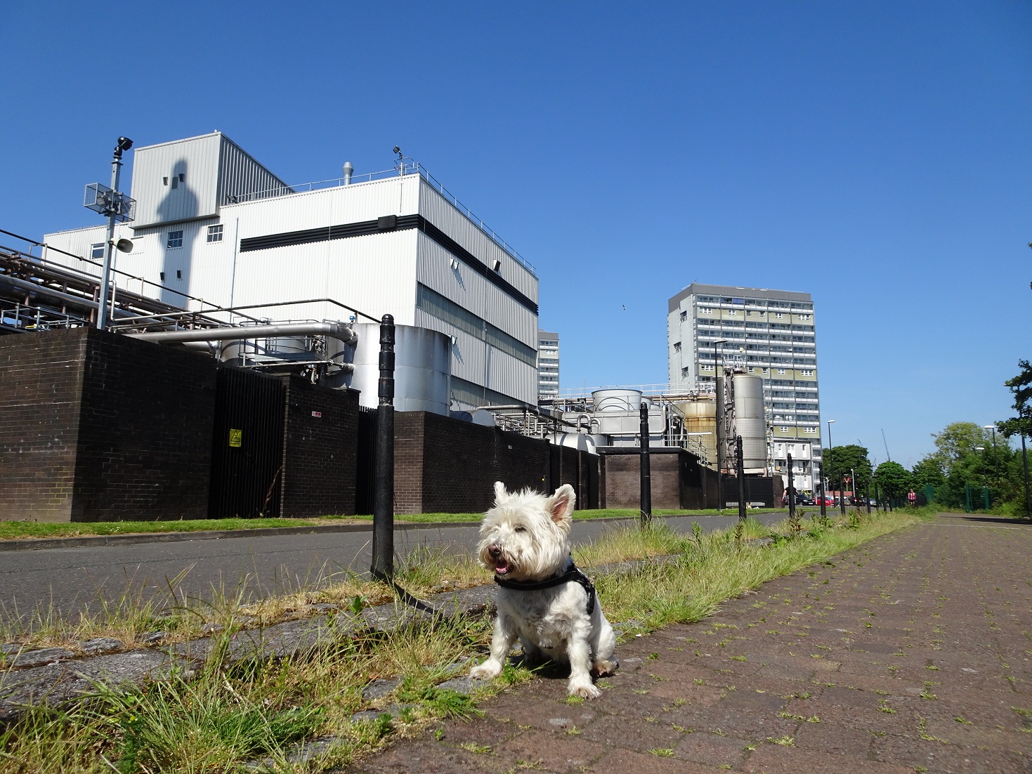 poppy the westie in the gorbals