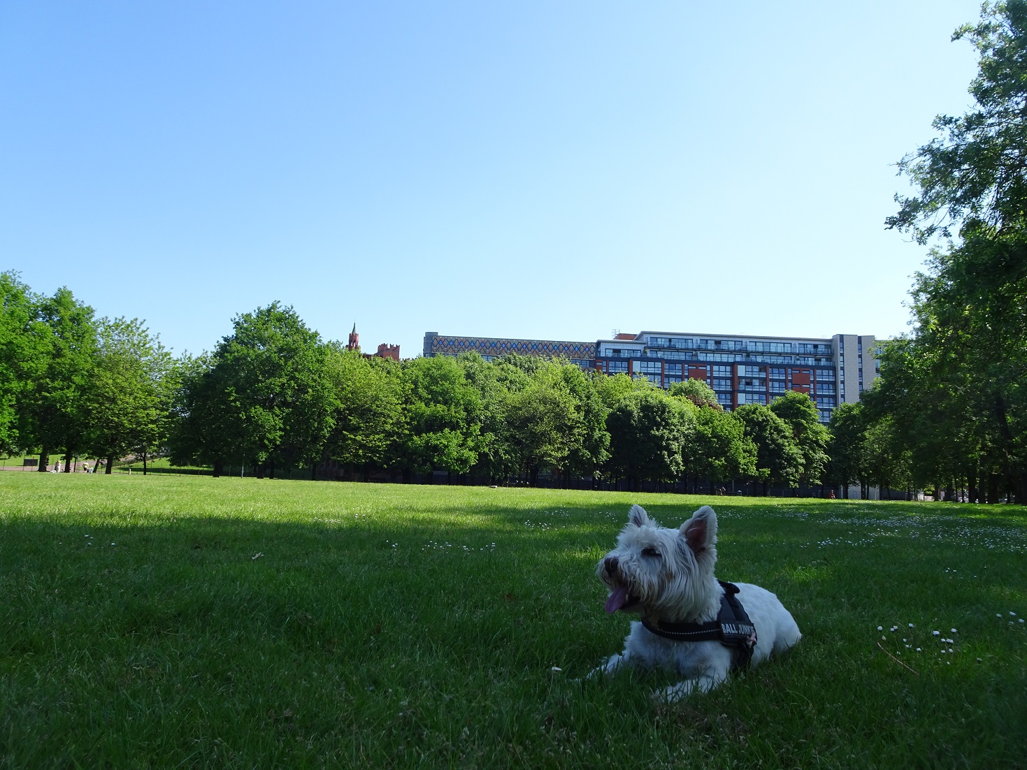 poppy the westie made in yhe shade