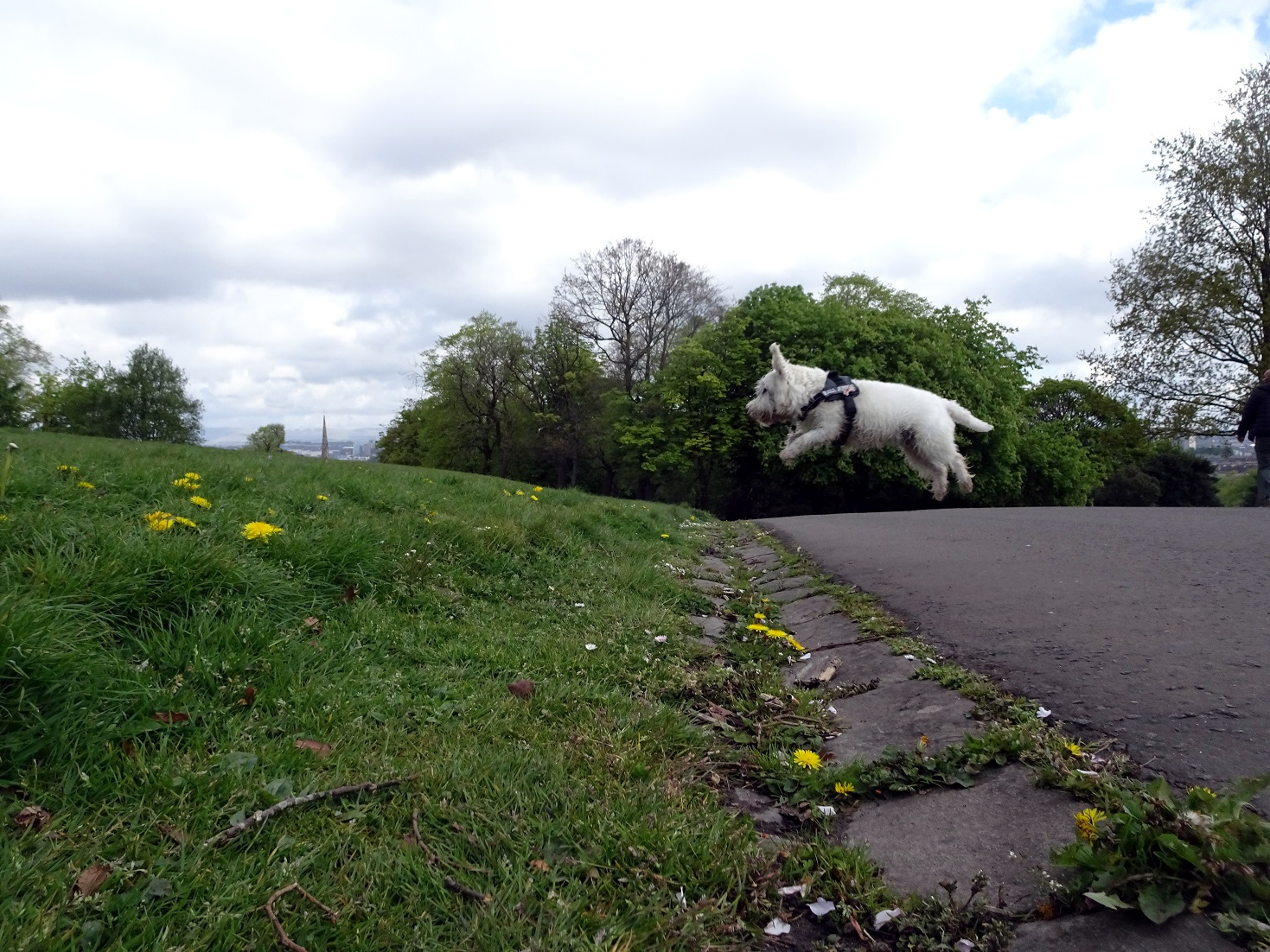 poppy the westie mid jump