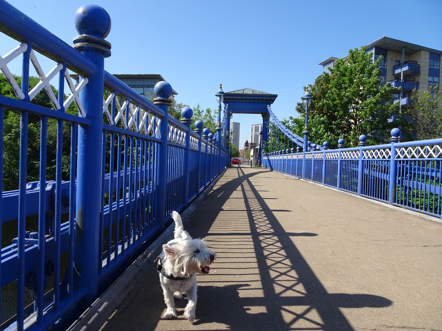 poppy the westie on st andrews beidge