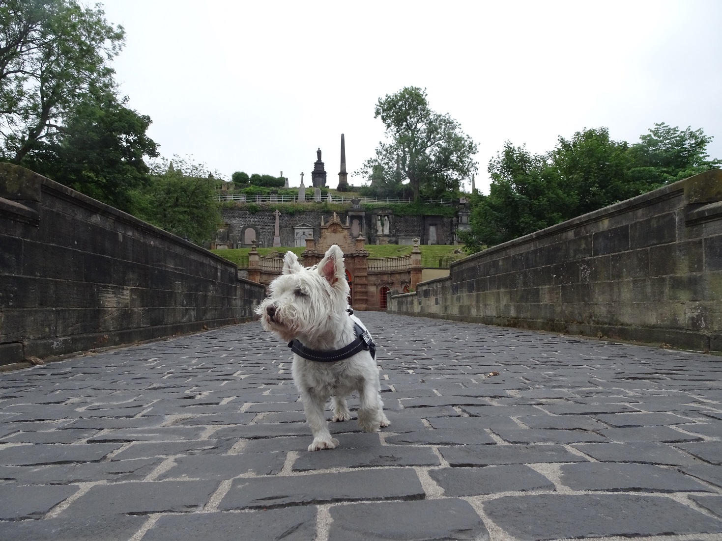 poppy the westie on the bridge of sighs