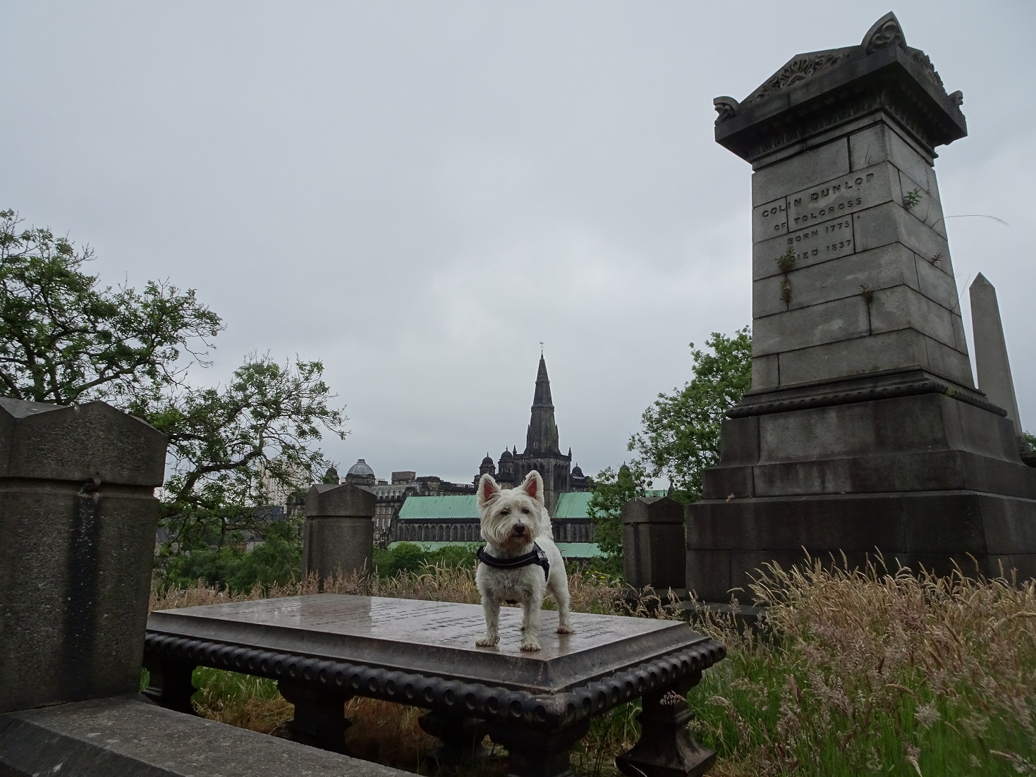 poppy the westie on veiwing platform 2