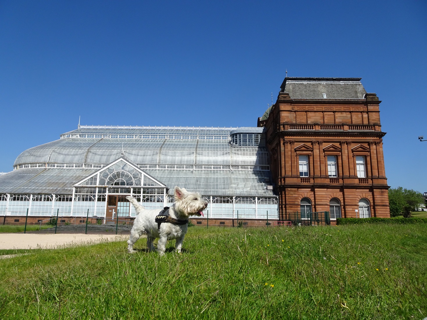 poppy the westie peoples palace